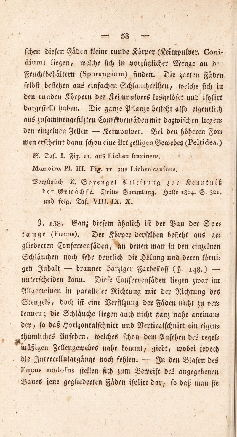 / ' '' — 58 — feiert Mefen gaben fieine runbe Körper (Äetmpufoer, Coni- tlmm) liegen/ ft>eld)e fid) in vorzüglicher ®cngc an ir-- gruchtbehdltcrn (Sporangium) pnben* £>ie garten gaben felbp befielen auß einfachen @d>latid)reiben, n>cld)e pd) in Den runben Körpern beß ji'eimpulPerö loPgelbfet unb ifofirt batgefMt haben* £>ie ganze tyflatifrc beflebt alfo eigentlich zufammengeplzten @onf#Penfdbenmit bazmifchen liegen# ben einzelnen 3dlen — ÄeimpulPer* ^ci ben höheren gor# men erfcheint bann fd)on eine Slrt ^eiligen ©emebeö (Peltidea.) ©, Sflf, I. gig. II, auS Liclien fraxineus. Mepnoire. Pl. III. Fig. n, au£ Lichen caninus. SJorsüglicp © p v e rt g e l Anleitung s u r Äenntni§ bei* ©eiodcf) fe. (Dritte ©ammltmg* $)aIle 1804. ©, 321, unb folg, Zaf. VIII. IX. X. 5* i58* ®anz biefem ähnlich iff ber Q5au ber @ee# tauge (Fucus), £>er Körper berfelben befielt au$ ge# glicbcrten {Jonferoenfaben, an benen man in ben einzelnen 0cl)lduchen noch fehr beutlich bie Jpblung unb beren form# gen 3«halt — brauner h^iger garbepoff (0* 148*) — unterfcheiben farnt* £>iefe (EonferPenfdben liegen zwar im Sillgemeinen in paralleler 0lid)tung mit ber Dichtung be£ 8tengelß/ hoch tff eine SSerpl|mtg ber gaben nicht zu Per# kennen; bie ©d)ldud)e liefen auch nicht ganz nahe aneinan# ber / fo ba§ $ortzontalfd)ttitt unb SSerticalfchnitt ein eigen# ^thumliche^ Slnfehen, toeld)e£ fchon bern Slnfehen be$ regel# mdgigen 3c^ngemebe^ nahe fommt, giebt/ rnobei jebodj ♦ bie 3ntercel(ulargdnge noch fehlen* — 3n ben Olafen be£ Fucus nodofug (teilen fleh zum 2>emeifc be£ angegebenen S5aue$ jene geglichenen gaben ifolirt bar, fo bag man pe 1 1