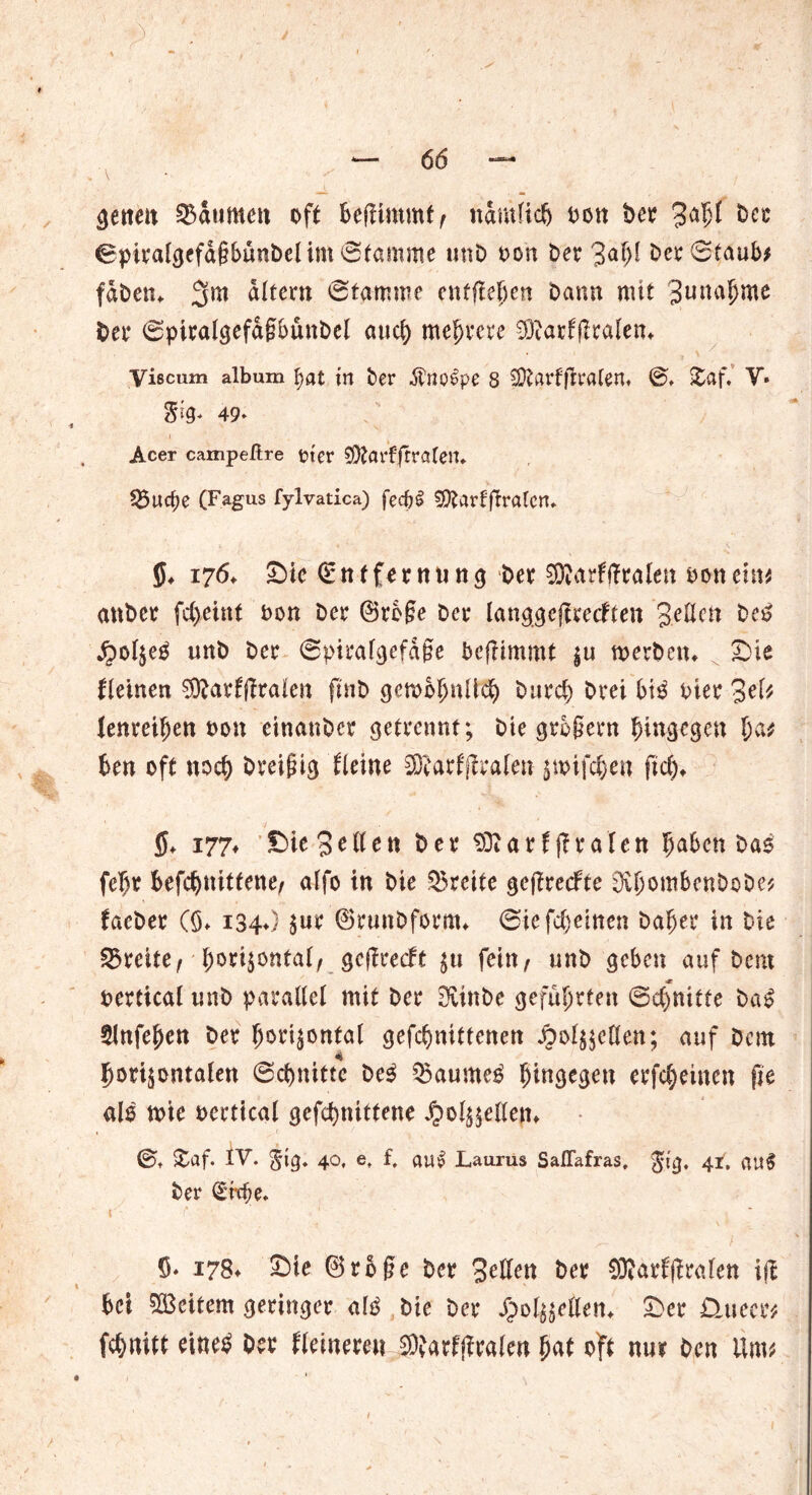genen $aum<m oft befümmt, namficfj oon ber 3<*5i bee ©pitalgefd§Sunbelim ©tamme unb oon Der bet ©taub* fdbem 3m altern ©tamrne entfielen bann mit 3«nal^me ber ©pitalgefagbünbel auch mehrere 93?arf|Iralen* Vißcum alb um f>at in ber $no£pe 8 SOtarf (traten» 8* £af, V» &Q* 49» Acer campeftre ftcr SÖtorf (trafen* 25ucbe (Fagus fylvatica) fecfrS 9ttartjlratcn, $♦ 176♦ Sie (Entfernung ber 9ttarffiralen oonein* anber fc()einf oon ber @rb§e ber langgejfrecften Jetten be£ #olze£ unb ber ©piralgefage befiimmt |u werben, Sie flehten Sftarffirafen fi'nb gemoljnlld) burd) btei b\$ oier 3el* fenrehjen oon etnattber getrennt; bte grogern hingegen Un oft noch breiig Heine Sföarfjiralen zwifdjen ftd), 5, 177* Sie 3 e tt e n ber 93t a r f ff t* aIe n 5a^n bas fefw Befc^nittene/ affo in bie Breite geftreefte sJvjjom&ettDoDe* facber ($♦ 134*) $ut ©runbform, ©iefd)einen ba^er in bie Breite, horizontal, gefireeft z» fein / unb geben auf bem oertical unb parallel mit ber Ovtnbe geführten ©d)nitte ba£ £lnfef)en ber horizontal gefchnittenen ^ol^eden; auf bem horizontalen ©chnitte be$ Q$aume£ hingegen erflehten fte als wie oertical gcfchnittene £olz$e(letn ©♦ £af. IV. §ig. 40, e, f, au£ Laurus Saflafras, gtg, 41, au§ ber Qricbe. ( f* * 1 * 5- 178. Sie ©rege ber Setten ber SJIarffiwIen ijt 6ci ©eitern geringer <itg bie ber Jjoijsetten, Ser D.uccr; eines ber Heinere» 20{grf|ir«ien (mt oft nur ben Um;