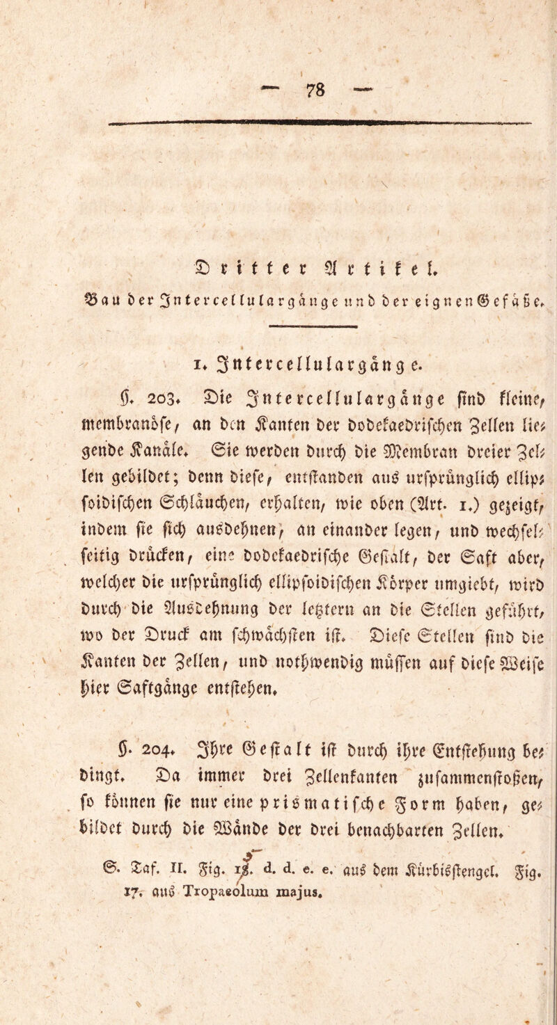 78 £) r x t t e r % t t i t e L au bet %ntevce(lulavgänge unb ber eignen ® e f d § e» i* 3ttfevcenulcugang e. $♦ 203♦ £>te SnterceHulörgange ftnt> flehte; ntembranofe; an bcn kanten bet* bobefaebnfd)en gellen lie* genbe banale* Sie werben burd) bie Membran breier gek len $ebilbet; benn biefe; entffanben an$ urfprunglicf) ellips foibifdjen Schlauchen, erhalten/ wie oben (21rt. 1.) ge^eigt, inbem fte ftch atWbefjnen, an einanber legen, unb wechfel? feitig brüefen, eine bobefaebrifche ©eflalf, ber Saft abei> welcher bie urfprünglich ellipfoibifchen iibrper nmgiebt, wirb buvd) bie $uebe(jming ber ledern an bie (Stellen gef:t()vtf wo ber £)rucf am fchwdchflen tf!» Sbiefe Stellen ftnb bie -Santen ber gellen, unb nothwenbicj muffen auf biefe£öcife per Saftgdngc entfielen» S- 204. 3p*e ©effalt tf! burd) il;re (Entnehmt# 5e* bingt. IDa immer brei gellenfanten $ufammcnffof?en, fo fonnen fte nur eine prismatifche gorm haben; ge* hilbct burd) bie £ödnbe ber bret benachbarten gellem jT Xaf. 11. $tg. ig. d. d. e. e. au$ bem Äurbiljlengcl. $ig. 17, cut$> Tropaeolum majus.