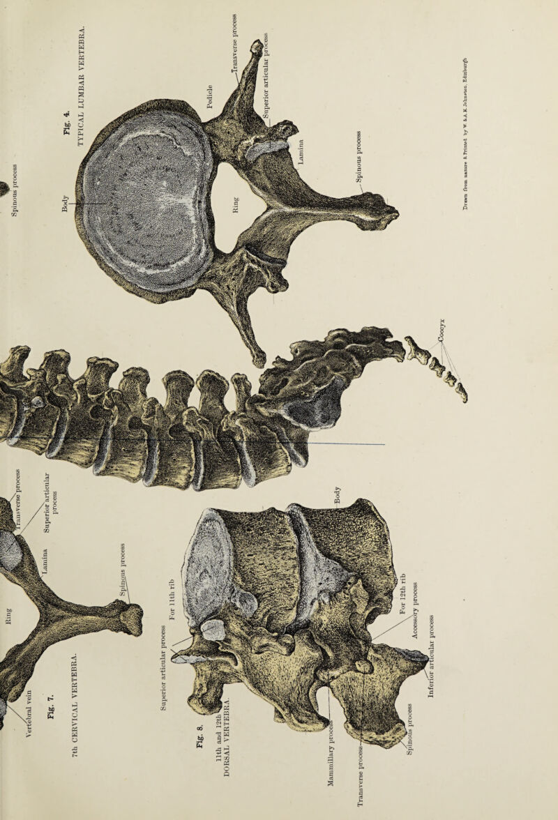 Drawn from nature & Printed 'bjr'W. &.A. K Johnston. Edinburgh