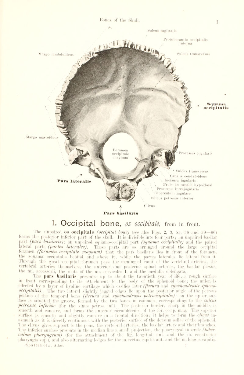 Sulcus sagittal!* Margo laiululoiilcus Protiihcraiitia occipitalis interna us transversus Margo mastoidi Nqnaina occipitalis Pars lateralis J *rocessus j ugularis v Sulcus transversus Canal is condyloideus s Incisura jugularis \ Probe in canalis hypoglossi Processus i n t raj ugu I a r i s T u V>e rc ul u i n j ug u 1 a re ulcus petrosus inferior 1. Occipital bone, os occipiiale, from in front. The unpaired os occipiiale (occipital hone) (see also Figs. 2. 3, 55. 5(5 and 59 (ill) forms the posterior inferior part of the skull. Jt is divisible into four parts; an unpaired basilar pert (pars basilaris); an unpaired squanio-ocripital part (squama occipitalis) and the paired lateral parts (partes laterales). These parts are so arranged around the large occipital foramen (foramen occipiiale magnum) that the pars basilaris lies in front of the foramen, the squama occipitalis behind and above it. while the partes laterales lie lateral from it. through the great occipital foramen pass the meningeal rami of the vertebral arteries, the vertebral arteries themselves, the anterior and posterior spinal arteries, the basilar plexus, the ini. accessorii, the roots of the nn. eervieales I. and the medulla oblongata. The pars basilaris presents, up to about the twentieth year of life, a rough surface in front corresponding to its attachment to the body of the sphenoid hone; the union is effected by a layer of hvaline cartilage which ossifies later (fissura and synchondrosis spheno- occipitalis). The two lateral slighth jagged edges lie upon the posterior angle 1 the petrous portion of the temporal hone (fissura and synchondrosis pctroocipitalis) \ on the upper sur¬ face is situated the groove, formed by the two hones in common, corresponding to the sulcus petrosus inferior (for the sinus petivs. ini'.). The posterior border, sharp in the middle, is smooth and concave, and forms the anterior circumference of the for. occip. mag. The superior surface is smooth and slightlv concave in a frontal direction; it helps to form the clivus in¬ asmuch as it is directlv continuous with the posterior surface of the dorsum sellar of the sphenoid. The clivus gives support to the pons, the vertebral arteries, the basilar artery and their branches. Thi' inferior surface presents in the median line a small projection, the pharyngeal tubercle (tuber- culum pharyngeum) (for the attachment of the lig. longitud. ant. and the m. constrictor pharvngis sup.), and also alternating ledges for the in.rectus capitis ant. and the m. longus capitis. Spalteholz, Atlas. I
