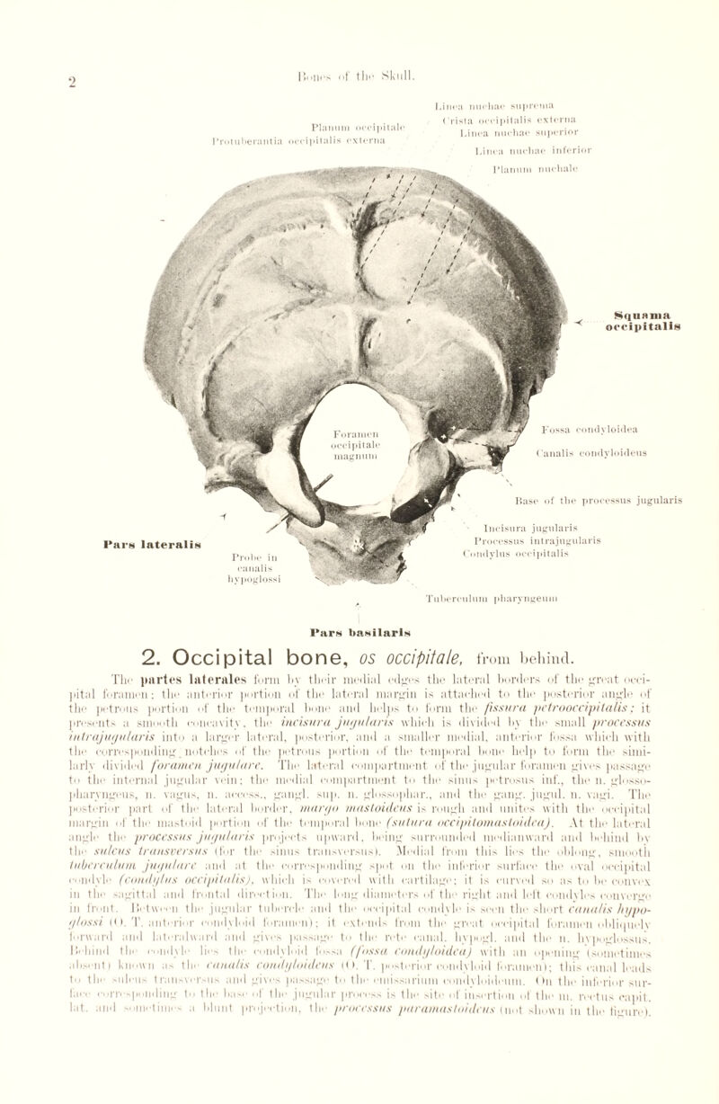 I Mini's nf tin' Skull. Planum oocipitalo Protuberantia occipitalis externa Linen nucliae suprema Crista occipitalis externa Linea nuchae superior Linea nuchae inferior Planum nuchale Squama occipitalis Fossa conclyloidea Canalis condyloideus Pars lateralis Probe in canalis hypoglossi Incisura jugularis Processus intrajugularis Condylus occipitalis Base of the processus jugularis Tubereulum pharyngeum Pars basilaris 2. Occipital bone, os occipitale, t'i 'om behind. The partes laterales form by their medial edges the lateral borders of the great occi¬ pital foramen: the anterior portion of the lateral margin is attached to the posterior angle of the petrous portion of the temporal hone and helps to form the fissura petrooccipitalis ; it presents a smooth concavity. the incisura jugularis which is divided by the small processus intrajugularis into a larger lateral, posterior, and a smaller medial, anterior fossa which with the corresponding,notches of the petrous portion of the temporal bom' help to form the simi¬ larly divided foramen jugulare. The lateral compartment of the jugular foramen gives passage to the internal jugular vein; the medial compartment to the sinus petrosas inf., the n. glosso- pharyngeus, n. vagus, n. access., gangl. sup. n. glnssophar., and the gang, jugul. n. vagi. The posterior part of the lateral border, mar go masloideus is rough and unites with the occipital margin of the mastoid portion of the temporal hone (sulura occipitomastoiilea). At the lateral angle the processus jugularis projects upward, being surrounded medianward and behind by the sulcus transversus (for the sinus transversus). Medial from Ibis lies the oblong, smooth tubereulum jugulare and at the corresponding spot on the inferior surface the oval occipital condyle (condylus occipitalis), which is covered with cartilage; it is curved so as to he convex in the sagittal and frontal direction. The long diameters of the right and left condyles converge in front. lietween the jugular tubercle and the occipital condyle is seen the short canalis hypo¬ glossi (O. T. anterior condyloid foramen); it extends from the great occipital foramen obliquely forward and lateralward and gives passage to the rote canal, livpogl. and the n. hvpuglossus. Iichiud the condyle lies the condyloid fossa, (fossa condgloidca) with an opening (sometimes absent) known as the canalis condyloideus (O. T. posterior condyloid foramen); this canal leads to the sulcus transversus and gives passage to the cmissnrium eondyloideum. < hi the inferior sur¬ face corresponding to the base of the jugular process is the site of insertion of the m. rectus eapit. lat. and sometimes a blunt projection, the processus paramasloidcus [not shown in the figure)