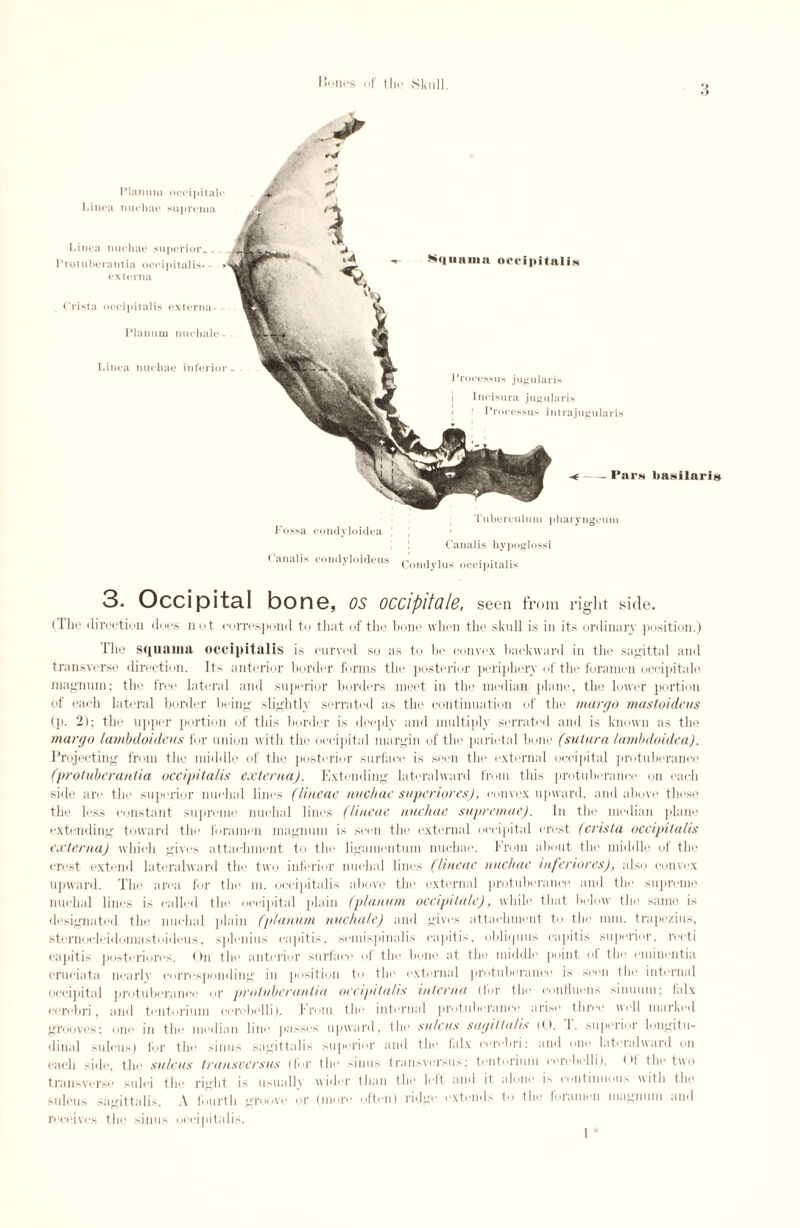 Planum occipitali Linea nuchae suprema Crista occipitalis externa - Planum nucliale - -Pars basilaris Linea michae superior.. l’rotuberantia oceipitalis- externa Squama occipitalis Linea michae inferior- Processus jugularis Incisura jugularis 1 Processus intrajugularis Fossa contlyloidea Tuberculum pharyngeum (’analis condyloideus Canal is hypoglossi Condylus occipitalis 3. Occipital bone, os occipitale, seen from right side. (The direction does not correspond to that of the bone when the skull is in its ordinary position.) The squama occipitalis is curved so as to be convex backward in the sagittal and transverse direction. Its anterior border forms the posterior periphery of the foramen occipitale magnum; the free lateral and superior borders meet in the median plane, the lower portion of each lateral border being slightly serrated as the continuation of the margo mastoidteus (]). 2); the upper portion of this border is deeply and multiply serrated and is known as the margo lambdoideus for union with the occipital margin of the parietal bone (sutura lambdoidea). Projecting from the middle of the posterior surface is seen the external occipital protuberance (protaberantia occipitalis externa). Extending lateral wan l from this protuberance on each side are the superior nuchal lines (linear nuchae superiores), convex upward, and above these the less constant supreme nuchal linos (lineae nuchae supremue). In the median plane extending toward the foramen magnum is seen the external occipital crest (crista occipitalis externa) which gives attachment to the ligamentum nuchae. From about the middle of the crest extend lateralward the two inferior nuchal lines (lineae nuchae iuferiores), also convex upward. The area for the in. occipitalis above the external protuberance and the supreme nuchal lines is called the occipital plain (planum occipitale), while that below the same is designated the nuchal plain (planum nucliale) and gives attachment to the mm. trapezius, sternocleidomastoideus, splenitis capitis, semispinalis capitis, ohliquus capitis superior, recti capitis posterioivs. * hi the anterior surface of the hone at the middle point of the cinincntia crueiata nearlv corresponding in position to the external protuberance is seen the internal occipital protuberance or protuberuutiu occipitalis interna (for the conflucns sinuuni; falx cerebri, and tentorium ccrchclli). From the internal protuberance arise three well marked grooves: one in the median line parses upward, the sulcus sagittalis ((). 1. superior longitu¬ dinal sulcus) for the sinus sagittalis superior and the falx cerebri: and one lateralward on each side, the sulcus transversus (for the sinus transversus; tentorium cerehelli). Of the two transverse sulci the right is usually wider than the left and it alone is continuous with the sulcus sagittalis. A fourth groove or re often) ridge extends to the foramen magnum and receives the sinus occipitalis.