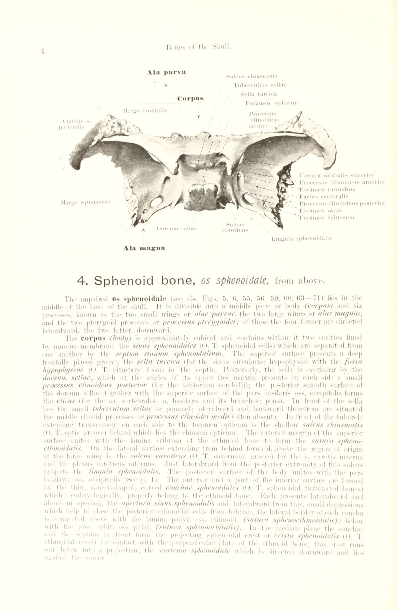 i Hoin*s <»i tli<* Skull. Ala parva y Sulcus chiasmatis Tuberculmu sellae < orpiiN Sella turcica Foramen optician Margo frontalis Margo si|uamosu 1‘issura orbitulis superior Processus clinoideus anterior 'Foramen rotumlum Facies cerebralis Pro(H‘>sus cliiioideus posterior Foramen ovale 'Foramen spinosuin Lingula sphenoidalis Ala magna 4. Sphenoid bone, os sphenoidale, from above. Tin* impaired os sphenoidale (see also Figs. 5, 6, 55. 56, 59. (it), 63—71) lies in the middle of the base of the skull. It is divisible into a middle piece or body (corpus) and -ix processes, known as the two small wines or aloe pur me, the two large wine's or alae magnae, and the two pterygoid processes or processus pterygoidei: of these the tour former are directed lateralward, the two latter, downward. The corpus (body) is approximately cubical and contains within it two cavities lined bv mucous membrane, tin* sinus sphenoidalcs ((). T. splienoidal cells) which are separated from one another bv the septum sinuum sphenoidalinm. The superior surface presents a deep frontally placed groove, the sella turcica (for the sinus circularis; hypophysis) with the fossa hypophgscos ((). T. pituitary fossa) in the depth. Posteriorly, the sella is overhung by the dorsum scllne, which at the angles of its upper free margin presents on each side a small processus clinoideus posterior (for the tentorium eerebelli); the posterior smooth surface of the dorsum sellae together with the superior surfai.I the pars basilaris oss. occipitalis forms the clivus (lbr the aa. vertebrales, a. basilaris and its branches: pons). In front of the sella lies the small luherculum sellae or pommel; lateralward and backward therefrom are situated the middle clinoid processes or processus e/inoidei inedii (often absent). In front ot the tubercle extending transversely on each side to the foramen optician is the shallow sulcus chiasmatis ((). T. optic groove) behind which lies the ehiasma optional. The anterior margin of the superior surface unites with the lamina cribrosa of the ethmoid bone to form the sutura spheno- elhmoidalis. On the lateral surface extending from behind forward, above the region of origin of the large wing is the sulcus caroticus ((). T. cavernous groove) for the a. carotis interna and the plexus caroticus interims, .lust lateralward from the posterior extremity of this sulcus projects the lingula sphenoidalis. The posterior surface of tin.' body unites with the pars basilaris oss. occipitalis (See p. 1). The anterior and a part of the inferior surface are formed by the thin, saucer-shaped, curved conchae sphenoidalcs (i). T. sphenoidal turbinated bones) which, embryologically, properly belong to the ethmoid bone. Each presents lateralward and above an opening, the apertura sinus sphenoidalis and. lateralward from this, small depressions which help to dose the posterior ethmoidal cells from behind; the lateral border of each concha is connected above with the lamina papyr. oss. ethmoid, (sutura sphenocthmoidalis): below ith the proc. mbit. oss. pa la t. (sutura sp/ienoorldta/is). In the median plane the conchae and the septum in front form the projecting sphenoidal crest or crista sphenoidalis ((). T. ethmoidal crest) for contact with the perpend out below into a projection, the rostrum s against the vomer. hcitlar plate of the ethmoid bone; this crest runs phenoidale which is directed downward and lies