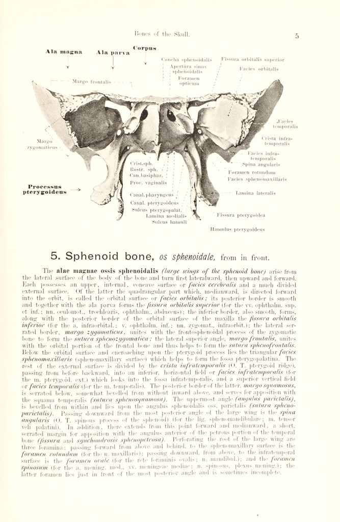Hand atlas of human anatomy / by Werner Spalteholz ; translated