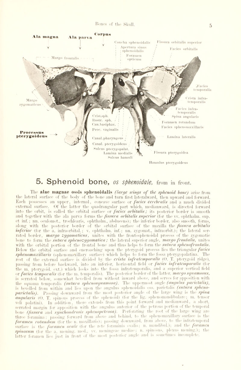 Corpus Ala inagna Ala parva Y V Concha sphonoidiilis | Apcrtura sinus 1 ; splieiioidiilis Kissura orhitalis superior i Facies orbitulis Lamina lateralis Fissura pterygo idea Hamulus pterygoideus Processns pterygoidens I oraiueu opt ieum , Facies temporalis Crista infra- tcmporalis Facies infra- tempo ralis Spina angularis Foramen rotundum Facies sphenomaxillaris Margo /ygomatieus 5. Sphenoid bone, os sphenoidale, from in front. The alae magnae ossis sphenoid alis (large wings of the sphenoid honej arise from the lateral surface of the body of the bone and turn first lateralward, then upward and forward. Each possesses an upper, internal, concave surface or facies cerebralis and a much divided external surface. Of the latter the quadrangular part which, medianward, is directed forward into the orbit, is called the orbital surface or facies orhitalis; its posterior border is smooth and together with the ala parva forms the ftssura orhitalis superior (for the vv. ophthalm. sup. et inf.; nn.oeuloim.it., troehlearis, ophthalm., abdueens); the inferior border, also smooth, forms, along with the posterior border of the orbital surface of the maxilla the ftssura orhitalis inferior (for the a. infraorbital.; v. ophthalm. inf; mi. zygomat., infraorbit.); the lateral ser¬ rated border, margo zygoniaticus, unites with the frontosphenoidal process of the zygomatic hone to form the sutura sphenozygomatica; the lateral superior angle, margo frontalis, unites with the orbital portion of the frontal hone and thus helps to form the sutura sphenofrontalis. Below the orbital surface and encroaching upon the pterygoid process lies the triangular factes sphenomaxillaris (sphenomaxillary surface) which helps to form the fossa pterygopalatina. The rest of the external surface is divided by the crista infralemporalis ((>. T. pterygoid ridge), passing from before backward, into an inferior, horizontal field or facies infrateniporalis (for the m. pterygoid, ext.) which looks into the fossa infrateniporalis, and a superior vertical field or facies temporalis (for the m. temporalis). The posterior border ol the latter, margosquamosus, is serrated heloxv, somewhat bevelled from without inward above, and serves for apposition with the squama temporalis (sutura sphenosquamosa). The uppermost angle (angulus parietalis), is bevelled from willun and lies upon the angulus sphenoidalis oss. parietalis (sutura spheuo- parictalis). I’assing downward from the most posterior angle <>t the large wing is the spina angularis (<). T. spinous process of the sphenoid) (for the lig. sphenomandilmlare; in. tensor vidi palatini). In addition, there extends from this point forward and medianward, a short, serrated margin for apposition with the angulus anterior of the petrous portion ol the temporal bone (/issura and synchondrosis sphe nopetrosa). IVrforating the root of the large wing are three foramina: passing forward from above and behind, to the sphonomaxillai\ suitace fr the foramen rotundum (for the n, maxillaris): passing downward, from above, I the infratemporal surface is the foramen orate (fur the retr foraminis oyalis; n. mandilml.); and (Iw foramen spinosum (for the a. miming. nied.. vv. liieningeae mediae; n. spinosus. plexus miming.); the latter foramen lies just in front of the .. posterior angle and is sometimes incomplete.