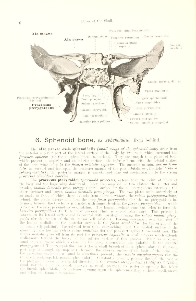 Ain magna Ala parva Processus clinoidous anterior Dorsum sellae ; Kor.mlen rotundum Faci,,s wrebraff 1 - ' • Fissura orliitalis • > superior Annulus parictalis Sulcus tubae auditivac pina angularis Processus ptcrygospinosus [ri vininij Processus pterygoidens amul us pterygoidens ‘ Lingula splienoidalis Fossa scaphoidea ) Fossa ptorvgoidca ' Lamina lateralis Fissura pterygoid lea Sulcus hamuli pterygoidei 6. Sphenoid bone, os sphenoidale, from behind. The nine parvne ossis splienoidalis (small wings of the sphenoid bone) arise from the anterior superior part of the lateral surface of the body hy two roots which surround the foramen opticum (for the a. ophthalniioa; n. opticus). They are smooth thin plates of bone which present a superior and an inferior surface: the inferior forms with the orbital surface of the large wine- (,•(. p. 5) the fissura orbitalis superior. The anterior margin, margo fron¬ talis, is serrated and lies upon the posterior margin of the pars orbitalis oss. frontalis (sutura sphenofrontalis) -. the posterior margin is smooth and runs out modianward into the strong processus clinoideus anterior. The processus pterygoidei (pterygoid processes) extend from the point of union of the body and the large wing downward. They are composed of two plates: the shorter and broader, lamina lateralis proc. ptergg. (lateral surface for the in. ptcrygoideus externals'): the other narrower and longer, lamina medialis proc. ptergg.. The two plates unite anteriorly at an angle, in front of which there extends from above downward the sulcus ptcrggopalatinus; behind, the plates diverge and form the deep fossa plerggoidcu (for the m. ptervgoidcus in¬ terims); between the two below is a notch with jagged borders, the fissura ptcrygoidca, in which is received the proc. pyramidalis oss. palatini, ’file lamina medialis runs out below to form the hamulus pterggoidcus (<). T. hamnlar process) which is curved lateralward. This process is eonvave on its lateral surface and is covered with eartilagi* forming the sulcus hamuli pterg- goidei (for the tendon of the m. tensor veli palatini). Passing downward over the root of the lamina medialis on the posterior surface is the fossa scaphoidea (for the origin of the m. tensor veli palatini I. Lateralward from this, encroaching upon the medial surface of the spina angularis lies the sulcus tubae auditivac (for the pars cartilaginea tubae auditivae). The lamina medialis gives off Iroin its root the processus vaginalis, a small process which extends modianward toward the body; on the interior surface of this process, either as a closed canal or as a groove which is closed h\ the proc. splienoidalis oss. palatini, is the eana/is pharyngeus (0. T. pterygopalatine canal) (Idr a small branch of the a. sphenopalatina : rr. nasal. I’'1- sup. lat. gangl. sphenopalat.); between the inferior surface of the body of the bone and tie- pi'oei-ssus vaginalis, a canal is sometimes present, the eana/is basiphargngeus (for the 'j- nasal- l’st- sup. lat. gangl. sphenopalat.). Constantly present, passing through the root of ' I |■(- r\gid pro.-. -- in a sagittal direction, is the rana/is pterggoidcus / I'idiTf ((). T. Vidian rj ..''V- .'■;laL pb'fyg.: n. canal, pteryg.t: its'‘posterior opening lies below  1 d a 11 s. its anterior ojienmg upon the sphenomaxillarv surface. niediamvard <nnl b«*b»\\ 11m* Inramrii rntimduni. canal) llor tin tin* lingula si