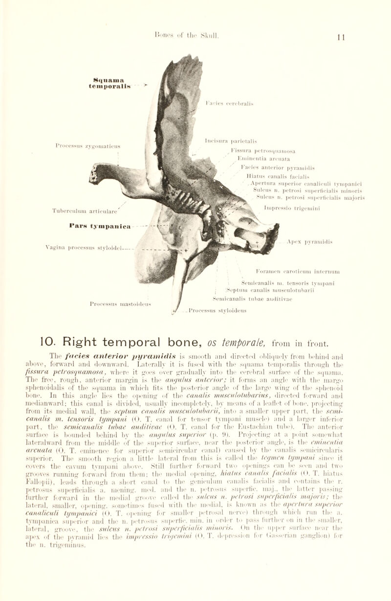 I»'of (:ln> Skull. 1 1 Nqiinmn temporal!* rrnci'ssns zvi'oiiiaticus Tuberculum articulare l*ars tympanica Vagina processus styloidei_ Incisura parietal is I’issura pctrosquaniosa Eminentia arcuata Facies anterior pyramidis Hiatus eanaiis facialis . Apertura superior eanaliculi tvnipaniei Sulcus n. petrosi superfieialis niinoris Sulcus n. petrosi superticialis majori Iinprcssio trigemini Apex pyramidis Foramen caroticum internum Semicanalis ni. tensoris tvmpani j 'Septum eanaiis museulotubarii Semicanalis tubae auditivae Processus styloideus Processus mastoideus 10. Right temporal bone, os temporate, from in front. The furies anterior pyramidis is smooth anti directed obliquely from behind and above, forward and downward. Laterally it is fused with the squama temporalis through the fissura petrosi/uamosa, where it goes over gradually into the cerebral surface of the squama. The free, rough, anterior margin is the anyulus anterior; it forms an tingle with the marge sphenoidalis of the squama in which tits the posterior angle of the large wing of the sphenoid bone. In this angle lies the opening of the eanaiis musculotubarius, directed forward and medianward; this canal is divided, usually incompletely, by means of a leaflet of hone, projecting from its medial wall, the septum eanaiis museulotubarii, into a smaller tipper part, the semi¬ canalis m. tensoris tympani (0. T. canal for tensor tvmpani muscle) and a larger inferior part, the semicanalis tubae auditivae t<>. T. canal for the Kustachian tube). The anterior surface is bounded behind by the awjulus superior (p. !!). Projecting at a point somewhat lateral ward from the middle of the* superior surface, near the posterior angle, is the eminentia arcuata (0. T. eminence for superior semicircular canal) caused by the eanaiis scmieireularis superior. The smooth region a little lateral from this is called the teyrnen tympani since it covers the cavum tvmpani above. Still further forward two openings can be seen and two grooves running forward from them; the medial opening, hiatus eanaiis facialis (O. I’, hiatus Fallopii), leads through a short canal to the geniculmn eanaiis facialis and contains the r. petrosas superfieialis a. mening. tiled, and the n. petrosas supcrfic. maj., the latter passing further forward in the medial ... called the sulcus n. petrosi superfieialis maj oris; the lateral, smaller, opening, sometime* fused with the medial, is known as the apertura superior eanaliculi tympaniei ((>. d'. opening for smaller petrosal nerve) through which run the a. tyrnpanica superior and the n. petrosas superlie. min. in order to pas.-, further on in the smaller, lateral, groove, the sulcus n. petrosi superfieialis miuoris. On the upper surface near the apex of the pyramid lies the impressio triyemini (O. I. depression for (iasserian ganglion) for the n. trigeminus.