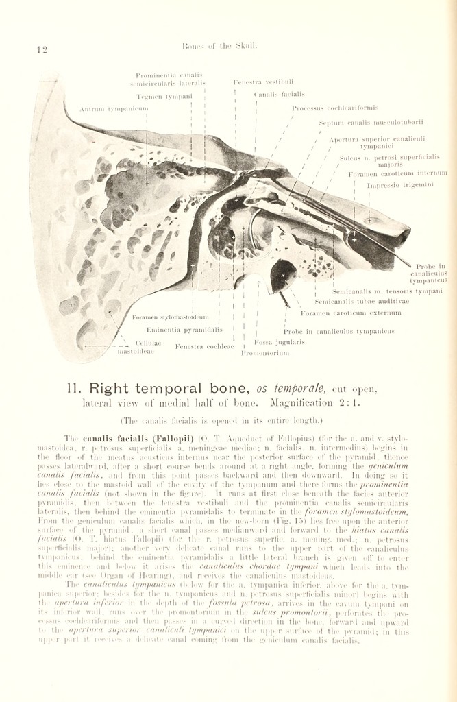 Hand atlas of human anatomy / by Werner Spalteholz ; translated