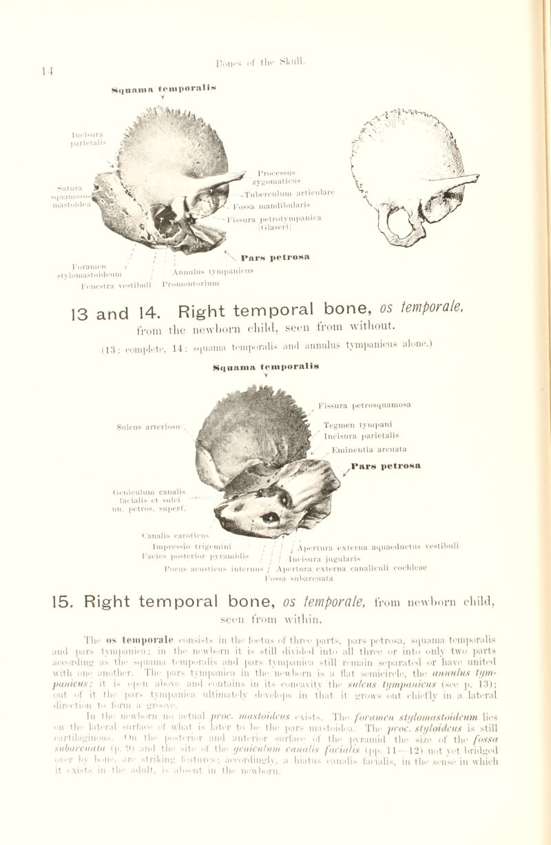 HolKS of tin* Skull. Kiinaiiut temporalis I ncisura parieiali* Processus zygomaticus -Tuberculum articulare Fossa mandibular is Fissura petrotympaniea [Glaseri | \ Pars petrosa Foramc*n / st vlmnastoidcuin Annulus tynipanicus Fenestra vestibuli Proniontorium 13 and 14. Right temporal bone, os temporale, from 1 lie newborn child, seen from without. 113: complete, 14: squama temporalis and annulus tympanieus alone.) Squama temporalis Y Fissura petrosquamosa Tegmen tympani Incisura parietalis Emincntia arenata Canalis can»ticu- Impressio trigemini l ‘ ' j Apertura externa aquaeductus vestibuli Kiu-i.- posterior pyramids ; j i Im.isura jugu]aris Purus acusticus internus J Apertura externa canaliculi cochleae Fossa subarcuata Sulcus arteriosu (ieniculum canalis facialis et sulci nil. petros. super!'. l*ar« petrosa 15. Right temporal bone, os temporale, from newborn child, seen from within. The <*s temporale consists in the foetus of three parts, pars petrosa, squama temporalis and pars tympaniea: in the newborn it is still divided into all three or into only two parts according as the squama temporalis and pars tympaniea still remain set titrated or have united with one another. The pars tympaniea in the newborn is a fiat semicircle, the annulus ll/m- panicus; it is open abo\e and contains in it> eoneavitv the sulcus tympanieus (see p. 13); out of it the pars tympaniea ultimatelj develops in that it grows out eltiefly in a lateral direction to form a groove. In the newborn ik actual jiroc. masloidcas exists. The foramen stylomustoiileum lies on the lateral surlaee ot what is later to lie the pars mastoidea. The proc. styloideus is still eartilagit.. (in the posterior and anterior surface of the pyramid the size of the fossa subarcuata (p. d) and the >ite of the yenicuhnn canalis facialis (pp. 11 —12) not vet bridged over lyv hone, tire striking features; accordingly, a hiatus canalis facialis, in the sense in which it exists in the adult, is absent in the newborn.