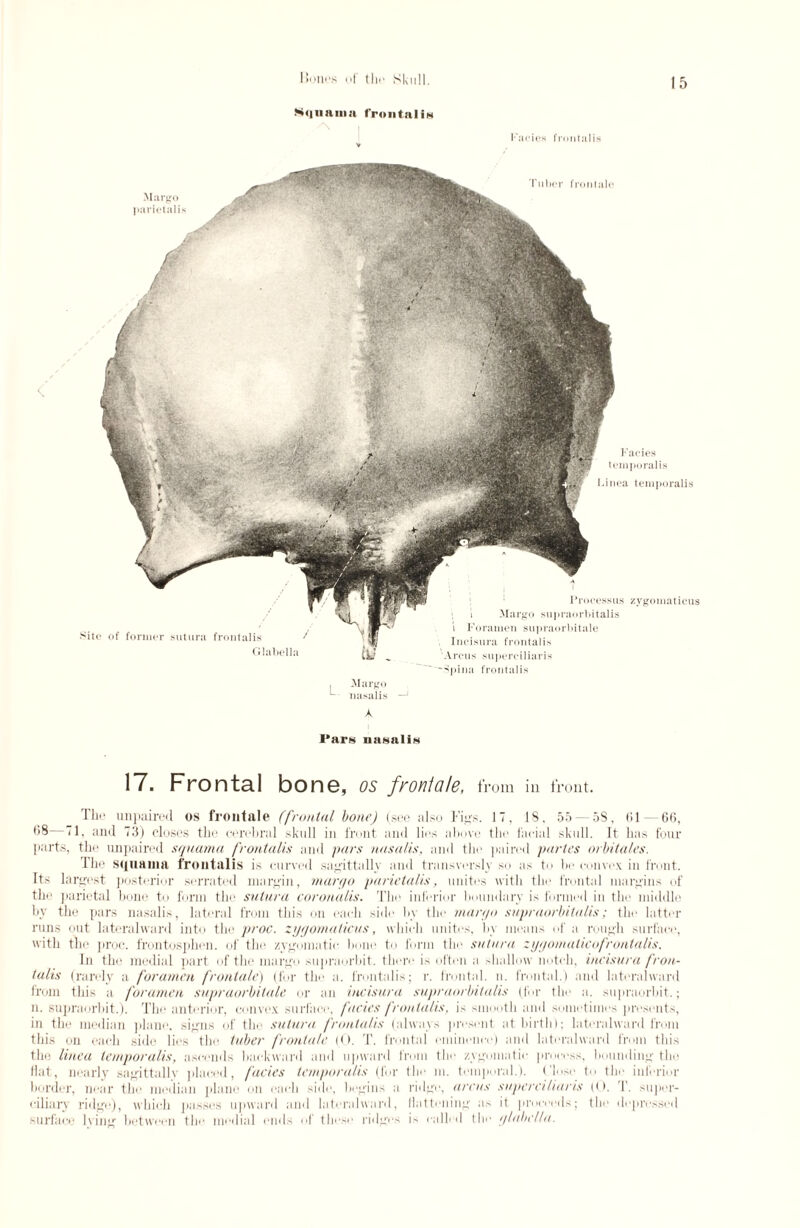 Siquania I rontul in Facies frontalis Margo nasalis - A Pars nasalis 17. Frontal bone, os front ale, from in front. The unpaired os frontale (frontal bone) (see also Ties. 17, 18. 55 — 58, 61 —66, 68—71, and 73) closes the cerebral skull in front and lies above the facial skull. Tt has four parts, the unpaired squama frontalis and pars nasalis, and the paired partes orbitales. The squama frontalis is curved sagittally and transversly so as to be convex in front. Its largest posterior serrated margin, mar go parietalis, unites with the frontal margins of the parietal bone to form the sutura coronalis. The inferior boundary is formed in the middle by the pars nasalis, lateral from this on each side by the margo supraorbitalis; the latter runs out lateralward into the proc. zygomalicus, which unites, by means of a rough surface, with the proc. frontospkon. of the zvgomatic hone to form the sutura zygomalicofrontalis. In the medial part of the marge supraorbit. there is often a shallow notch, ineisura fron¬ talis (rarely a foramen fronlale) (for the a. frontalis; r. frontal, n. frontal.) and lateralward from this a foramen supraorbitale or an ineisura supraorbitalis (for the a. supraorbit.; n. supraorbit.). The anterior, convex surface, facies frontalis, is smooth and sometimes presents, in the median plane, signs of the sutura frontalis (always present at birth); lateralward from this on each side lies the tuber fronlale (0. T. frontal eminence) and lateralward from this the line a temporalis, ascends backward and upward from the zygomatic process, hounding the flat, nearly sagittallv placed, facies temporalis (for the m. temporal.). Ch'sc to the inferior border, near the median plane on each side, begins a ridge, areas superciliaris (0. T. super¬ ciliary ridge), which passes upward and lateralward, flattening a.-, it proceeds; the depressed surface lving between the medial ends of these ridges is called the glabella.