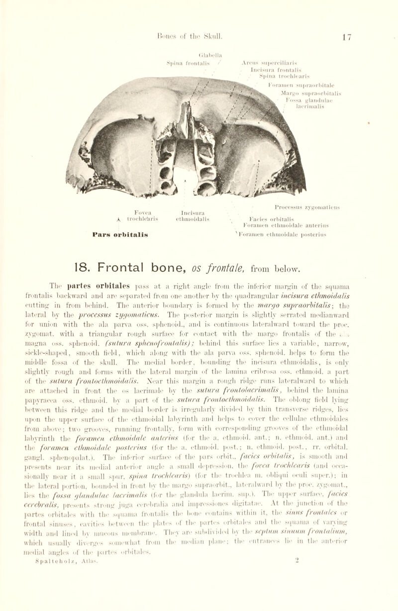 < i label hi Spina frontalis / Arcus superciliaris Incisura frontalis Spina troehlearis Foramen supraorbitale Margo supraorbitalis Fossa glandulae lacrimalis Fovea Incisura X trochlelaris ethmoidalis Pars orbitalis Processus zygomaticus Facies orbitalis Foramen cthmoidale anterius 'Foramen cthmoidale posterius 18. Frontal bone, os frontale, from below. The partes orbitales pass at a right angle from the inferior margin of the squama frontalis backward and are separated from one another by the quadrangular incisura ethmoidalis cutting in from behind. The anterior boundary is formed by the margo supraorbitalis; the lateral by the processus zygomaticus. The posterior margin is slightly serrated medianward for union with the ala parva oss. sphenoid., and is continuous lateralward toward the proc. zygomat. with a triangular rough surface for contact with the margo frontalis of the . „ magna oss. sphenoid, fsutura sphenofrontalis); behind this surface lies a variable, narrow, sickle-shaped, smooth field, which along with the ala parva oss. sphenoid, helps to form the middle fossa of the skull. The medial border, bounding the incisura ethmoidalis, is only slightly rough and forms with the lateral margin of the lamina cribrosa oss. ethmoid, a part of the sutura fronlocthmoidalis. Xear this margin a rough ridge runs lateralward to which are attached in front the os lacrimale by the sutura frontolacrimalis, behind the lamina papyracea oss. ethmoid, bv a part of the sutura frontocthmoidalis. The oblong field lying between this ridge and the medial border is irregularly divided by thin transverse* ridges, lies upon the upper surface of the ethmoidal labyrinth and helps to cover the cellulae ethmoidales from above; two grooves, running frontally, form with corresponding grooves ol the ethmoidal labyrinth the foramen cthmoidale anterius (Cor the a. ethmoid, ant.; n. ethmoid, ant.) and the foramen cthmoidale posterius (for the a. ethmoid, post.; n. ethmoid, post., rr. orbital, gaugl. sphenopalat.). The inferior surface of the pars orbit., facies orbitalis, is smooth and presents near its medial anterior angle a small depression, the fovea troehlearis (and occa¬ sionally near it a small spur, spma troehlearis) (for the trochlea m. obliqui oeuli super.); in the lateral portion, bounded in front by the margo snpraorbit., lateralward by the proc. zygomat., lies the fossa glandulae lacrimalis (for the glandula laerim. sup.). I he upper surface, facies cerebralis, presents strong jtiga eerebralia and impressiones digitatae. At the junction ot the partes orbitales with the xptama frontalis the lame contains within it. the sinus front ales or frontal sinuses, cavities between the plates of the partes orbitales and the squama of varying width and lined by mucous membrane. They are subdivided by the septum sinviun frontalium, which usually diverges somewhat from the median plane; the entrances lie in the anterior medial angles of the partes orbitales. Spalfceholz, Atlas. -