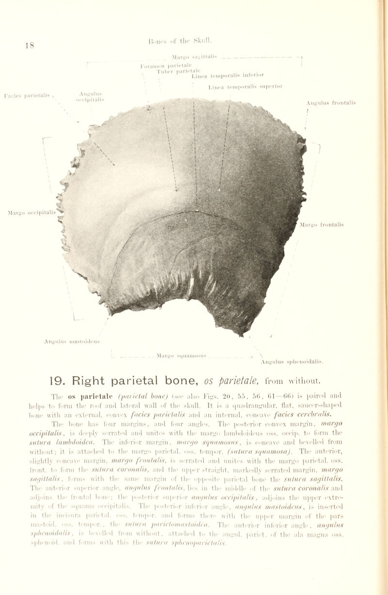 Margo Margo sagittal is__ 1 Foramen parietale Tuber parietale . , . Linea temporalis mlerioi Margo frontalis •arietalis Angulus )eeipitalis occipitalis*1^ . V’ S S > N Linea temporalis superior Angulus frontali Angulus mastoidcus Margo s(|uamosus A ngulus sphenoidalis. 19. Right parietal bone, os parietale, from without. The os parietale (parietal bone) (see also Figs. 20, 55, 56, 61—66) is paired and helps to form the roof and lateral wall of the skull. It is a quadrangular, flat, saucer-shaped hone with an external, convex facies pariclalis and an internal, concave facies cercbralis. The hone has four margins, and four angles. The posterior convex margin, margo occipitalis, is deeph serrated and unites with the margo lamhdoideus oss. occip. to form the sutura lambdoidca. flic inferior margin, margo sguamosus, is concave and bevelled lrom without; it is attached to the margo parietal, oss. temper, (sutura squamosa). The anterior, slightlv concave margin, margo frontalis, is serrated and unites with the margo parietal, oss. front, to form the sutura coronalis, and tin' upper straight, markedly serrated margin, margo sagiltalis, forms with the same margin of the opposite parietal hone the sutura sagitta/is. Tlw anterior superior angle, angulus frontalis, lies in the middle of the sutura coronalis and adjoins the frontal hone; tin- posterior superior angulus occipitalis, adjoins the upper extre¬ mity of the squam eipita 1 is. The posterior inferior angle, angulus mastoidcus, i> inserted in the incisura parietal, oss. temper, and forms there with the upper margin of the pars mastoid, ns.-, temper., the sutura parielomastoidca. The anterior inferior angle, angulus sphenoidalis. is h<\. 11.-. 1 from without, attached to the angul. pariet. of the ala magna oss. sphenoid, and forms with this the sutura splicuopariela/is.