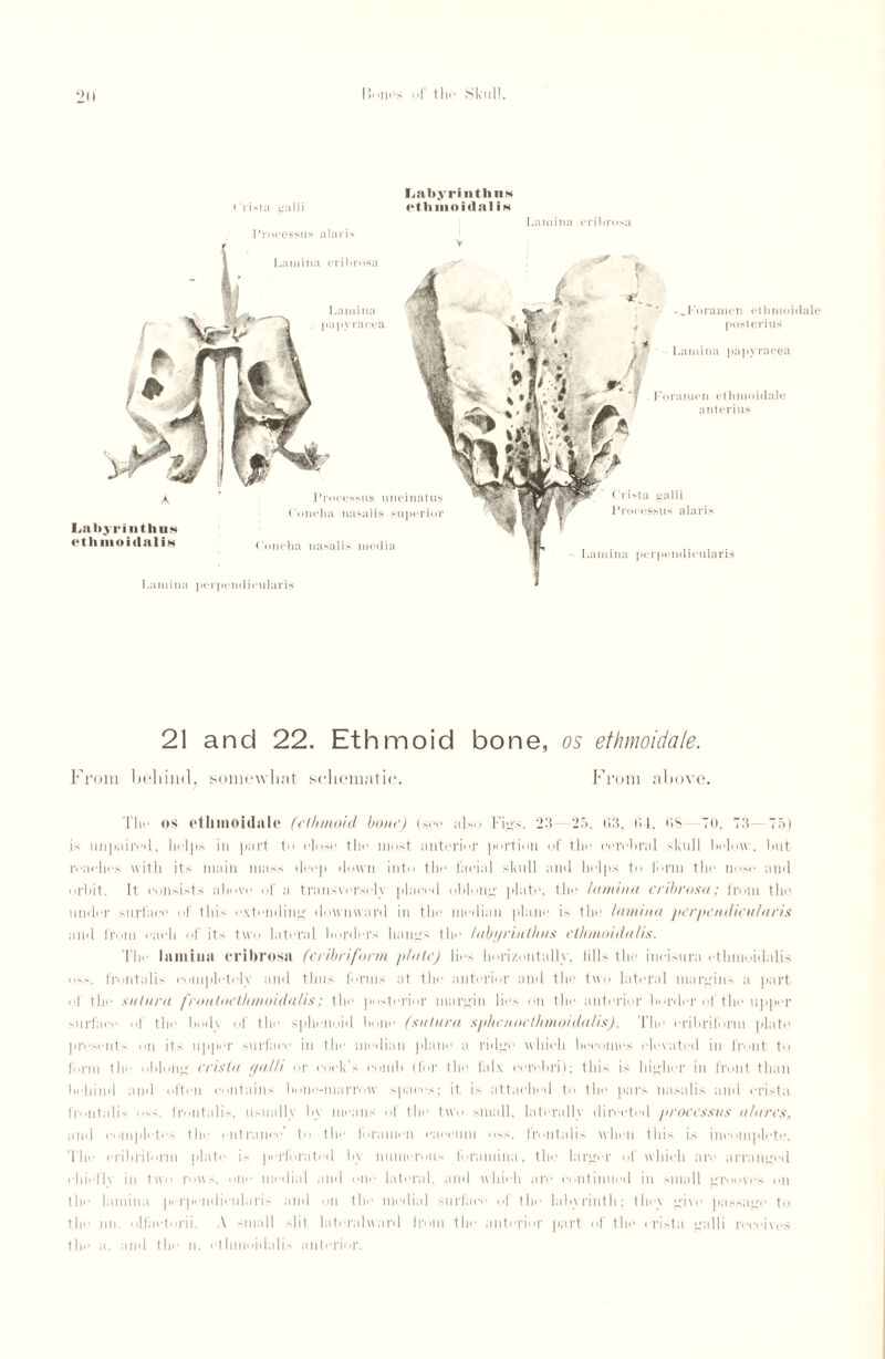 Crista galli Labyrinth us rthnioidal is Processus alaris Lamina cribrosa Lamina perpendicularis A Labyrinth ns etli moidalis Lamina cribrosa Processus uncinatus Concha nasalis superior Concha nasalis media -^Foramen ethnioidale posterius Lamina papyracea Foramen ethmoidale anterius Crista galli Processus alaris Lamina perpendicularis 21 and 22. Ethmoid bone, os ethmoidale. From behind, somewhat schematic. From above. The os ethmoidale (ethmoid hone) (see also Figs. 23—25. 63, 64. 68- TO. 73- 75) is unpaired, helps in part to close the must anterior portion of the enrol>ral skull below, but reaches with it' main m;m> deep down into the facial skull and helps to firm the imse and orbit. It consists above of a transversely placed oblong' plate, the lamina cribrosa; from the under surface of this extending- downward in the median plane is the lamina perpendicularis and from each of its two lateral borders hangs the labyrinth us etinnoidalis. The lamina cribrosa (cribriform plate) lies horizontally, fills the incisura etinnoidalis oss. frontalis completely and thus forms at the anterior and the two lateral margins a part of the sulura fronlocthmoidalis; the posterior margin lies on the anterior border of the upper surface of the buds of the spheimid hone (sulura sp/icnoct/unoidalis). The cribriform plate presents on its upper surface in the median plane a ridge which becomes elevated in front to form the oblong crista galli or cock’s comb (for the falx cerebri); this is higher in front than behind and often contains bone-marrow spaces; it is attached to the pars nasalis and crista frontalis oss. frontalis, usually by means of the two small, laterally directed processus alurcs, and completes the entrance’ to the foramen caecum oss. frontalis when this is incomplete. The cribriform plate is perforated by numerous foramina, the larger of which are arranged chiefly in two rows, one medial and one lateral, and which are continued in small grooves on the lamina perpendicularis and on the medial surface of the labyrinth; they give passage to the nn. olliictorii. A small slit lateralward Irom the anterior part of the crista galli receives the a. and the n. etinnoidalis anterior.