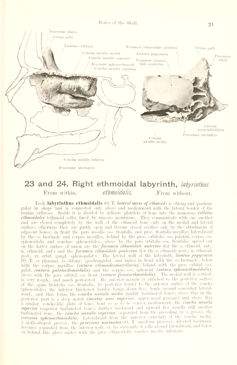 23 and 24. Right ethmoidal labyrinth, labyrinthus From within. BthwiOldaIlS. From without. Each labyrinthus etlimoidalis ((). T. lateral mass of ethmoid) is oblong and (Quadran¬ gular in shape and is connected only abort' and media award with the lateral border of the lamina cribrosa. Inside it is divided by delicate platelets of bone into the numerous cellular et/imoulales (ethmoid cells) lined by mucous membrane. They communicate with one another and arc closed completely by the wall of the ethmoid bone only on the medial and lateral surface: otherwise they are partly open and become dosed cavities onh by the attachment of adjacent hones: in front the pars nasalis nss. frontalis and proc. frontalis maxillae, lateralward by the os lacrimale and corpus maxillae, behind by the proc. orbitalis oss. palatini, corpus oss. sphenoidal is and concha e sphenoidales, above by the pars orbitalis oss. frontalis: spread out on the latter surface of union are the foramen ethmoidale anterius (for the a. ethmoid, ant.: n. ethmoid, ant.) and the foramen elhmoidale jmsterius (for the a. ethmoid, post.: n. ethmoid, post., rr. orbit, gangl. sphenopalat.). The lateral wall of the labyrinth, lamina papyracea (0. T. os planum), is oblong. (Quadrangular, and unites in front with the os lacrimale, below with the corpus maxillae (sutura ethmoideomaxillaris), behind with the proc. orbital, oss. paint, (sutura palatocthmoidalis) and the corpus oss. sphenoid, (sutura sphenoethmoidulis), above with the pars orbital, oss. front, (sutura froutoethmoidalis). The medial wall is vertical, is very rough, and much perforated. Its anterior margin is attached to the posterior surtace of the spina frontalis oss. frontalis, its posterior border to the anterior surface ol the concha sphenoidalis; the inferior thickened border hangs down free, bends around somewhat lateral- ward, and thus forms the concha nasalis media (middle turbinated bone): above this in the posterior part is a deep notch (meatus nasi superior, upper nasal passage) and above this a similar, concha-like plate of bone, bent so as to be convex medianward, the concha nasalis superior (superior turbinated hone); further backward and upward lies usualh still anothci turbinated bone, the concha nasalis suprema, separated Irom the preceding b\ a groove, the recessus sphenoelhmoidalis. Lateralward from the anterior extremity ol the concha media, a sickle-shaped process, the processus uncinatus (<». T. unciform process), directed backward, becomes separated from the inferior wall; at its extremit\ it rolls around lateinlwuid. and below or behind this place unites with the proc. etlimoidalis coiiehae nasalis inleiioiis.