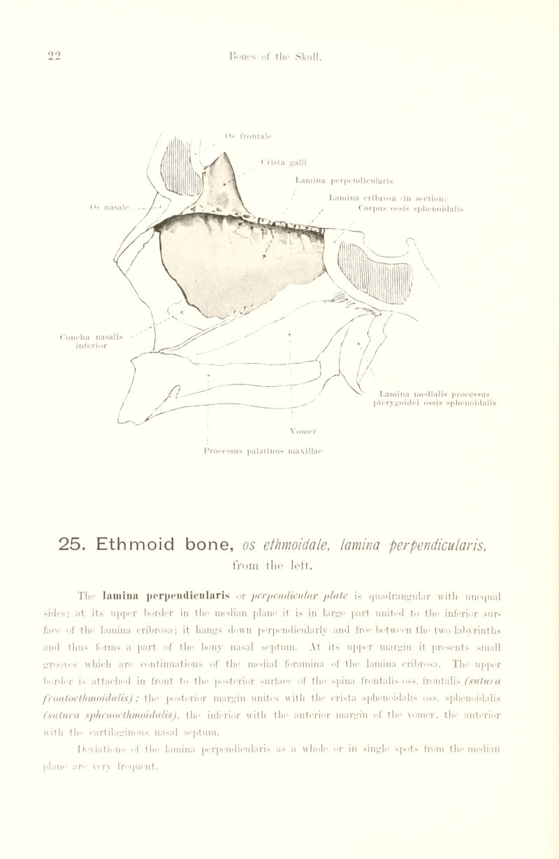 < > nas; Concha nasal inferior Crista galli Lamina perpendicularis Lamina cribrosa tin sectioni, Corpus o>sis sphcnoidalis Lamina mcdialis processus pterygnidei ossis sphcnoidalis <>•*. frontalc Processus palatinus maxillae 25. Ethmoid bone, os ethmoidale, lamina perpendicularis, from the left. Tin* lamina perpendicularis or perpendicular plate is quadrangular with unt'tpial sides; at its upper border in the median plane it is in large part united to the interior sur¬ face of the lamina cribrosa; it hangs down perpendicularly and free between the two labyrinths and thus forms a part of the bony nasal septum. At its upper margin it presents small grooves which are continuations of the medial foramina of the lamina cribrosa. Tin* upper bordrr is attached in front to the posterior surface of the spina frontalis nss. frontalis fstiluia frontoeihmoidulis); the posterior margin unites with the crista sphcnoidalis o>s. sphcnoidalis (siilura sphenocthmoidalis), the inferior with tin* anterior margin of the vomer, the anterior with the cartilaginous nasal septum. Deviations of the lamina perpendicularis as a whole or in single spots from the median plane are very frequent.