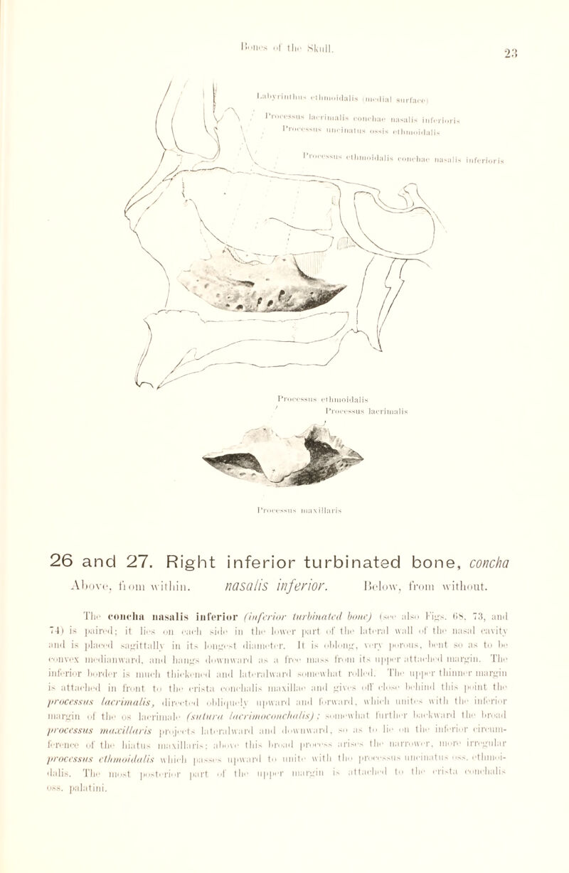 l'Hrs I 11h■ Skull. 0 -7 Processus iiuixillari.s 26 and 27. Right inferior turbinated bone, concha Above, fiom within. nOSO/lS inferior. Below, from without. The concha nasalis inferior (inferior turbinated bone) (sec also Fig's, (is, 73, and 74) is paired; it lies on each side in the lower part of tin' lateral wall of the nasal cavity and is placed sagittallv in its longest diameter. It is oblong', ver\ porous, bent so as to bo convex median ward, and hang's downward a> a free mass from its upper attached margin. The inferior border is much thickened and lateralward somewhat rolled. The upper thinner margin is attached in front to the crista eonehalis maxillae and gives off close' behind this point the processus lacrimalis, directed obliquely upward and forward, which unites with the inferior margin of the os lacrimale (sutura lacrirnoconclnilis); somewhat further backward the broad processus tnaxillaris projects lateralward and downward, so as to lie on the inferior circum¬ ference of the hiatus maxillaris; above this broad process arises the narrower, more irregular processus ctlii/ioidalis which passes upward to unite with the processus unciuatus oss. etlmioi- dalis. The most posterior part of the upper margin is attached to the crista eonehalis oss. palatini.