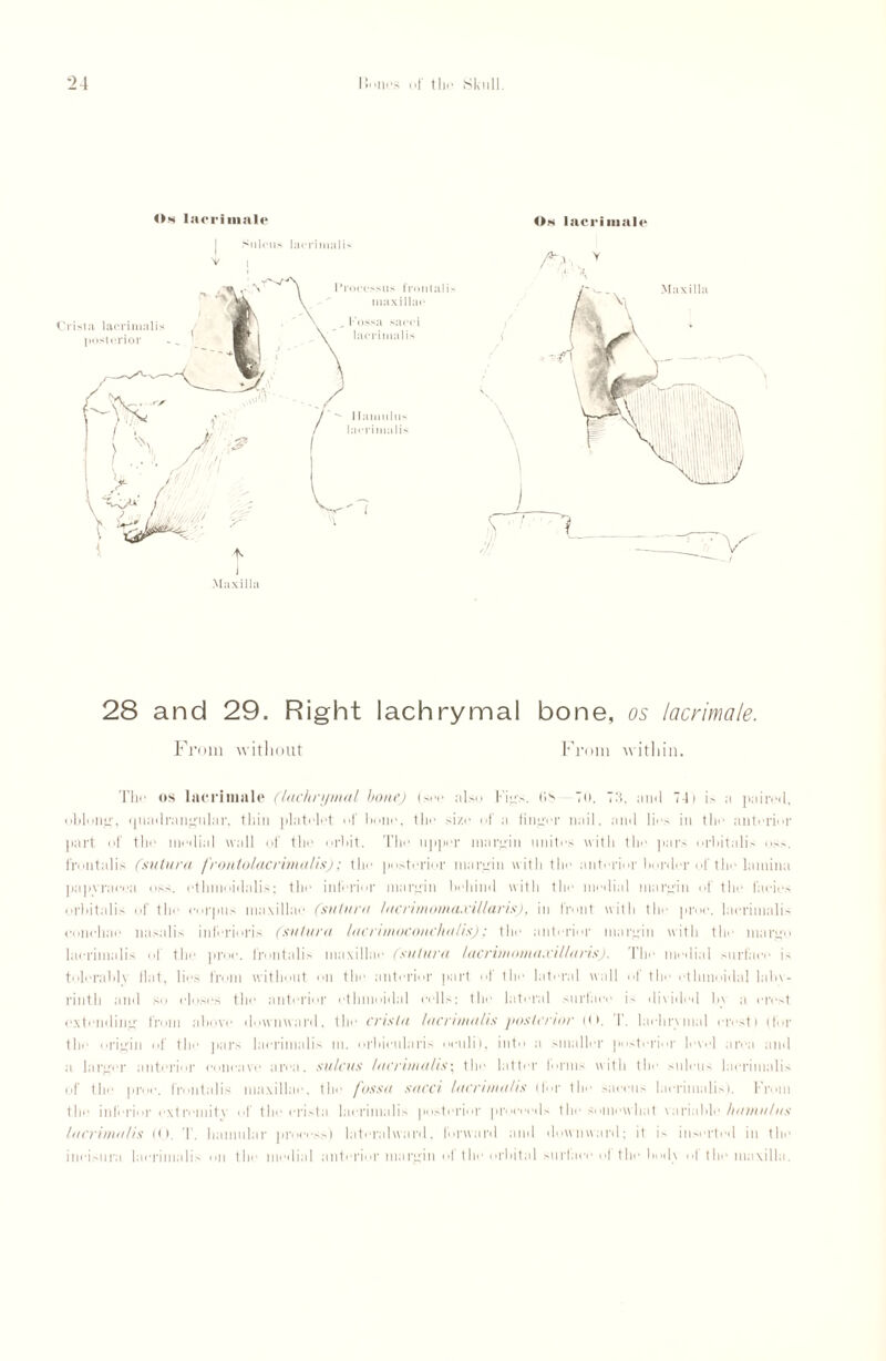 Os lacrimale Sulcus lacrinmlis V i I Maxilla Os lacrimale Am. > M V. _ • V 28 and 29. Right lachrymal bone, os lacrimale. From without From within. Tho os lacrimale (lachrymal hone) (set* also Fig.-. OS To. 73. ami 7-1) is a paired, oblong, quadrangular, thin plati'let of bone, the size of a linger nail, and lies in the anterior part of the mt'dial wall of the orbit. The upper margin unites with the pars orbitalis os>. frontalis (sutura frontolacrimalis); the posterior margin with the anterior border of the lamina papyraeca oss. ethmoidalis; the inferior margin behind with the medial margin of the facies orbitalis of the corpus maxillae (sutura lacrimoinaxillaris), in front with the proc. laerinialis conehae nasalis inferioris (sutura lacrimoconchalis); the anterior margin with the margo laerinialis of the proe. frontalis maxillae (sutura lacrimomaxillaris). The medial surface is tolerably Hat, lies from without oil tho anterior part of the lateral wall of the ethmoidal laby¬ rinth and so closes the anterior ethmoidal cells: the lateral surlaee is divided by a crest extending from above downward, the crista laerinialis jiosterior i(t. i, lachrymal crest) (for the origin of the pars laerinialis m. orbicularis oculi), into a smaller jiosterior level area and a larger anterior concave area, sulcus laerinialis• the latter tornis with the sulcus laerinialis of tlm proc. frontalis maxillae, the fossa sued laerinialis (|br the saccus laerinialis). From the inferior extreiiiity of the crista laerinialis jiosterior proceeds tin* somewhat variable hamulus laerinialis (0. T. hamular process') lateralward. forward and downward; it is inserted in the incisura laerinialis on the medial anterior margin ol the orbital surlaee of the both ot the maxilla.
