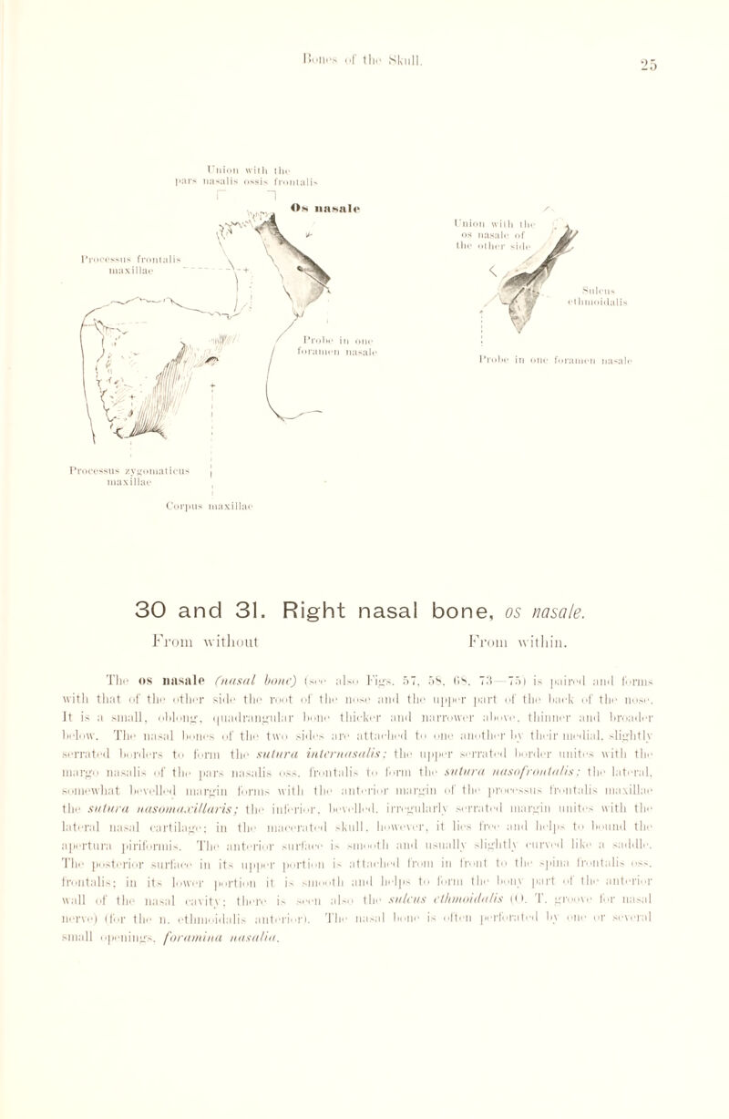 20 Union with tho pars nasal is ossis frontalis r n Processus zygomatieus | maxillae Corpus maxillae A Probe in one foramen nasale 30 and 31. Right nasal bone, os nasale. From without From within. The os nasale (nusal bone) (see also Fig's. 57. 58, OS. 73— 751 is paired and (drills with that of the other side the root of the nose and the upper part of the hack of the nose. It is a small, oblong, quadrangular hone thicker and narrower above, thinner and broader below. The nasal bones of the two sides tiro attached to one another by their medial, slightly serrated borders to form the sutura inlernasalis; the upper serrated border unites with the linirgo nasalis of the pars nasalis oss. frontalis to form the sutura nasofrontalis: the lateral, somewhat bevelled margin forms with the anterior margin of the processus frontalis maxillae the sutura nasomaxillaris; the interior, bevelled, irregularly serrated margin unites with the lateral nasal cartilage; in the macerated skull, however, it lies tree and helps to bound the aperture piriformis. The anterior surface is smooth and usually slightly curved like a saddle. The posterior surface in its upper portion is attached from in front to the spina lrontalis os>. frontalis; in its lower portion it is smooth and helps to form the bony part ot the anterior wall of the nasal cavity; there is semi also the sulcus cthnioidalis (O. 1. groove for nasal nerve) (for the n. ethnioidalis anterior). Tim nasal hone is often perforated b\ one or several small openings, foramina uasaliu.