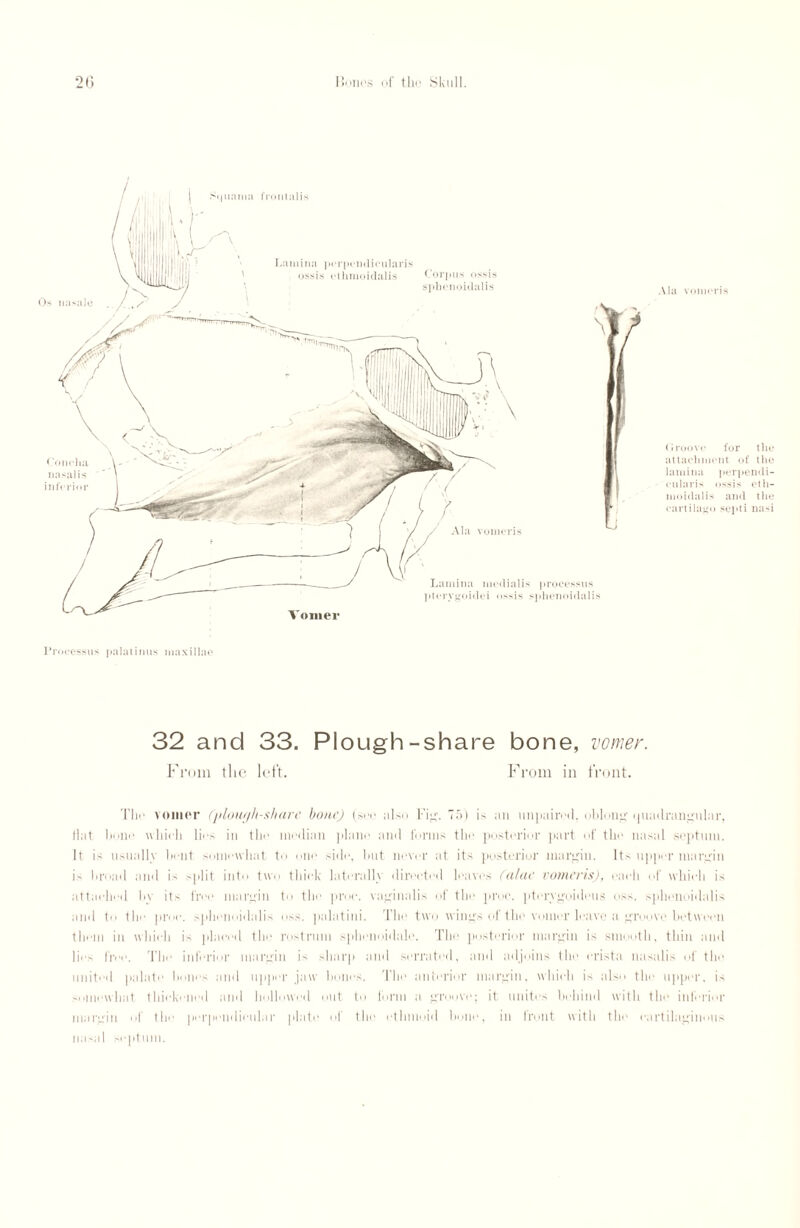 Ala vomoris Groove for the attachment of the lamina perpend i- cularis ossis ctli- moidalis and the cartilago septi nasi Processus palatinus maxillae 32 and 33. Plough-share bone, vomer. From tlic left. From in front. Tlic vomer (plough-share bone) (see also Fig. 75) is an unpaired, oblong quadrangular, Hat bone which lies iti the median plane and forms the posterior part of the nasal septum. It is usually bent somewhat to one side, but never at its posterior margin. Its upper margin is broad and is split into two thick laterally directed leaves (lilac vomcris), each of which is attached by its free margin to the proc. vaginalis of the proc. pterygoideus uss. sphenoidalis and to the proc. sphenoidalis oss. palatini. The two wings of the vomer leave a groove between them in which is placed the rostrum sphenoidale. The posterior margin is smooth, thin and lies free. The inferior margin is sharp and serrated, and adjoins the crista nasalis of the united palate hones and upper jaw bones. The anterior margin, which is also the upper, is somewhat thickened and hollowed out to form a groove; it unites behind with the inferior margin of the perpendicular plate of the ethmoid hone, in front with the cartilaginous nasal septum. Os na-ale < Ollelia nasalis inferior Lamina perpendicularis ossis ethmoidalis Corpus ossis sphenoidalis Via vomcris Lamina medialis processus ptervgoidei ossis sphenoidalis Vomer