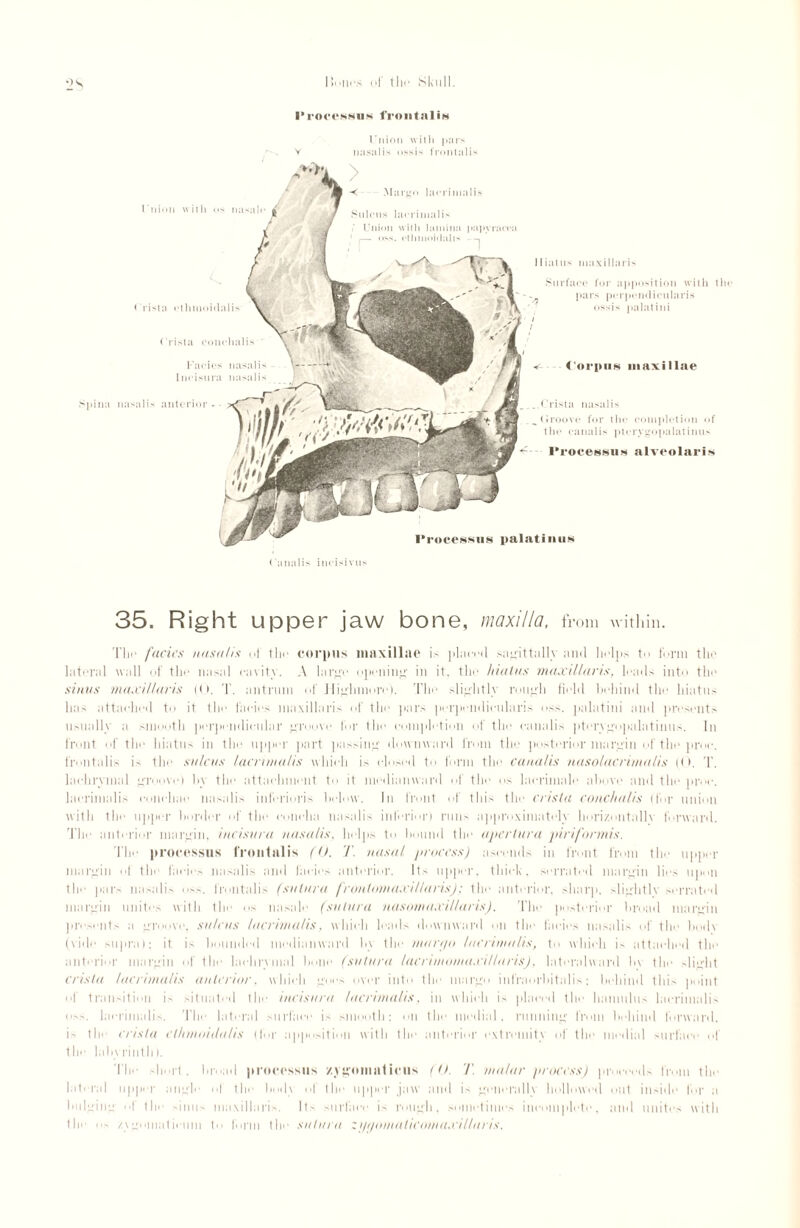 I’roceNHnN 1'rontaliis I’nion with pars V nasalis ossis frontalis 35. Right upper jaw bone, maxilla, from within. Tlir facies nasalis of the corpus maxillae is placed sagittally and helps to form the lateral wall of the nasal cavity. A largo opening in it. the hiatus maxillaris, leads into the sinus maxillaris (O. T. antrum of Highmore). The slightly roue'll field behind the hiatus has attached to it the facies maxillaris of the pars porpendieularis oss. palatini and presents usually a smooth perpendicular groove for the completion of the eanalis pterygopalatinus. In front of the hiatus in the upper part passing downward from the posterior margin oftheproe. frontalis is the sulcus lacrimalis which is closed to form the eanalis naso lacrimalis ((>. T. lachrymal groove) by the attachment to it median ward of the os lacrimale above and the proe. lacrimalis conchae nasalis inferioris below. In front of this the crista conchalis (for union with the upper border of the concha nasalis inferior) runs approximately horizontalh forward. The anterior margin, incisura nasalis. helps to bound the apertura piriformis. The processus frontalis (O. 71 nasal process) ascends in front from the upper margin of the facies nasalis and facies anterior. Its upper, thick, serrated margin lies upon the pars nasalis oss. frontalis (snlura frontomaxi Haris); the anterior, sharp, slightlv serrated margin unites with the os nasale (snlura nasotnuxillaris), The posterior broad margin presents a groove, sulcus lacrimalis, which leads downward on the facies nasalis of the bodv (vide supra); it is bounded medianward by the mar go lacrimalis, to which is attached the anb-rior margin of the lachrymal bone (snlura lacrimomaxillaris), lateralward b\ the slight crista lacrimalis anterior, which goes over into the margo infraorbitalis; behind this point of transition is situated the incisura lacrimalis, in which is placed the hamulus lacrimalis oss. lacrimalis. The lateral surface is smooth; mi the medial, running from behind forward, is the crista elhmoidalis (for apposition with the anterior extremity of the medial surface of the labyrinth). The short. broad processus zygoma liens (<). 71 malar process) proceeds from the lateral upper angle ot the body of the upper jaw and is generally hollowed out inside for a bulging of file sinus maxillaris. Its surface is rough, sometimes incomplete, and unites with tic os /.ygomatii'imi to form the snlura ;i/gomaticomaxillaris.