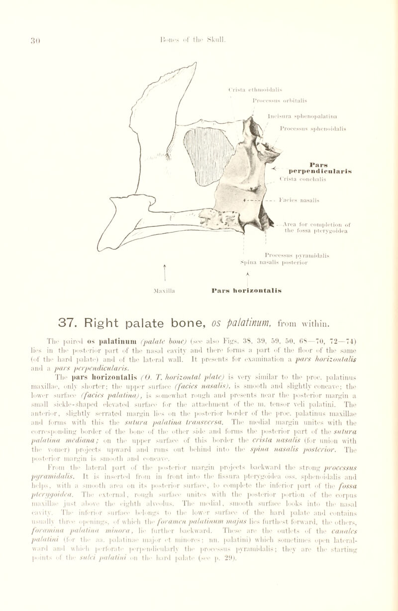 Maxilla Pars horizontalis 37. Right palate bone, os palatinum, from within. The paired os palatinum (palate bone) (see also Figs. 33. 39, 59. 50, 63—TO, 72—74) lies in the posterior part of the nasal cavity and there forms a part of the floor of the same (of the hard palate) and of the lateral wall. It presents for examination a pars horizontalis and a pars perpendicularis. The pars horizontalis (0. T. horizontal plate) is very similar to the proc. palatums maxillae, only shorter; the upper surface (facies nasalis), is smooth and slightly concave; the lower surface (facies palatina), is somewhat rough and presents near the posterior margin a small sickle-shaped elevated surface for the attachment of the m. tensor veli palatini. The anterior, slightly serrated margin lies on the posterior hordin' of the proc. palatinus maxillae and forms with this the sulura palatina transversa. The medial margin unites with the corresponding border of the hone of .tlier side and forms the posterior part of the sulura palatina mcdiana; on the upper surface of this border the crista nasalis (for union with the viliner) projects upward and runs out behind into the spina nasalis posterior. The posterior margin is smooth and concave. From the lateral part of the posterior margin projects backward the strong processus pyramidalis. It is inserted from in front into the lissura pterygoidea oss. sphenoidalis and helps, with a smooth area on its posterior surface, to complete the inferior part of the fossa pterygoidea. The external, rough surface unites with the posterior portion of the corpus maxillae just, above the eighth alveolus. The medial, smooth surface looks into the nasal cavity. The inferior surface belongs to the lower surface of the hard palate and contains usualh three openings, of which the foramen palatinum majus lies furthest forward, the others, foramina palatina minora, lie further backward. these are the outlets of the Canales palatini (for the aa. palatinae major et minores; nil. palatini) which sometimes open lateral- ward and which perforate perpendicularly the processus pyramidalis; they are the starting points of the sulci palatini on the hard palate (see p. 29).