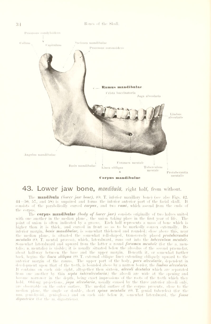 :{1 Processus condylnid(Mis i < Ollinn Angnlus Y < apimliiin 1 ncisura mamlilmlae Processus cornnoiileu** Foramen mentale Basis mnmlihulac ! Li ( orpus mandibular Linea obliqua A I Tuberculum mentale Protubcrantia mental is 43. Lower jaw bone, mandibula, right half, from without. The mandibula (lower jaw bone), (0. T. inferior maxillary bone) (see also Figs. 42. 44 50. 57, and 58) is unpaired and forms the inferior anterior part of the facial skull. It consists of tlic parabolic-ally curved corpus, and two rami, which ascend from the ends of' tile corpus. The corpus mandibular (body of lower jau) consists originally of two halves united with one another in tin* median plane, the union taking place in the first year of life. The point of union is often indicated by a groove. Each half represents a mass of bone which is higher than it is thick, ami curved in front so as to lie markedly convex externally. Its inferior margin, basis mandibulue, E somewhat thickened and rounded: close above this, near the median plane, is situated tin- somewhat roll-shaped, transversely placed protuber anti it mentalis (<). T. mental process), which, lateral ward. runs out into tin- tuberculum mentale. Somewhat lateralward and upward from tin- latter a round foramen mentale (for the a. men¬ talis: n. mentalis) is visible; it is usually situated below the alveolus of the second praemolar. about half-way between the base and the upper margin. Ileiieath it, or somewhat further back, begins the linea obtiyua l<). T. external oblique line) extending obliquelv upward to the anterior margin of the ramus. The upper part of the body, pars alveolaris, dependent in development upon that of the teeth, is bounded above by a narrow border, the limbus a/reo!arts ll contains on each side eight, altogether then sixteen, alveoli dentales which are separated from one another by thin septa interalveolaria: the alveoli are wide at the opening and become narrower in the depth, being exact impressions of the roots of the teeth which tliev hold. Oblong projections, jury a alvcofaria, usually caused by the throe anterior alveoli only, are observable on the outer surface. The medial surface of the corpus presents, close to the median plane, the single or double, short spina 'mentalis (O. T. genial tubercles) flbr the mm. geniohyoid., gcniogloss.) and on each side below it. somewhat lateralward, the fossa diyastrica (for the m. digastricus).