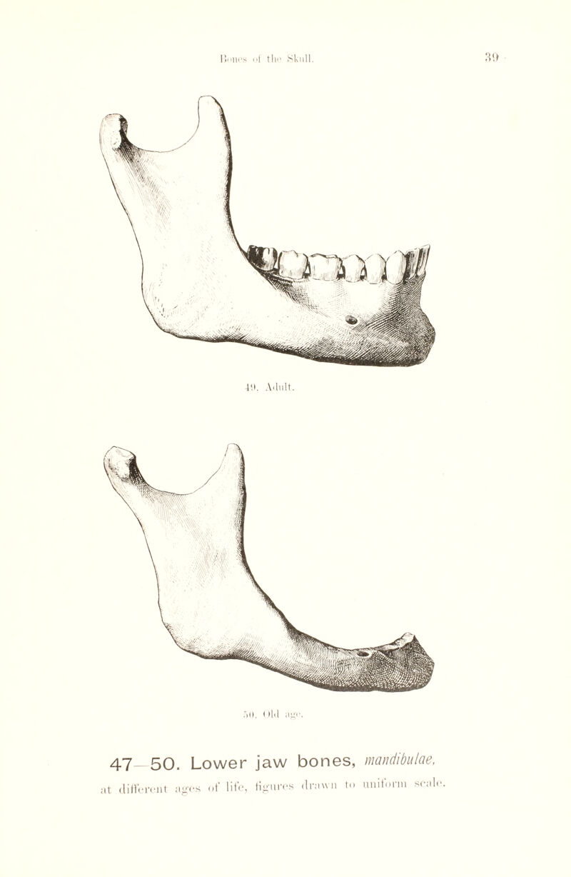 4tl. Ailult. .‘ill. old ago 47—50. Lower jaw bones, mandibulae, at different ages of life, figures drawn to uniform scale