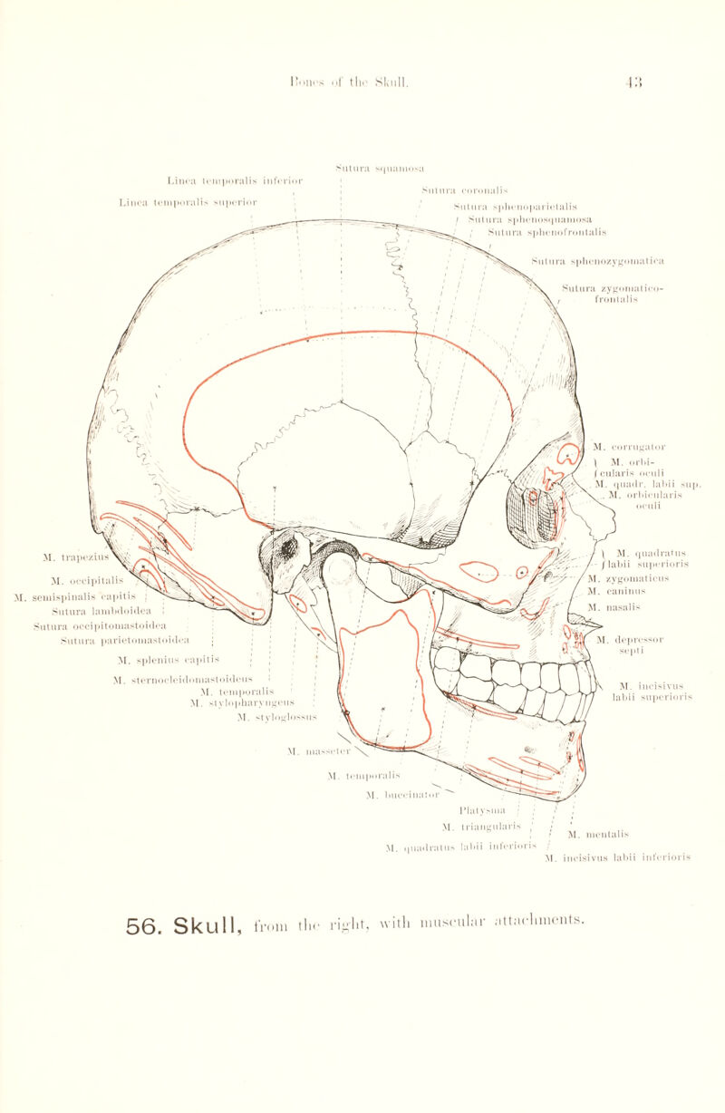 Linen temporalis inferior litiirji s(jnamosa Sutnra coronalis M. masseler M. temporalis N M. buccinator  Sntnra splienoparielalis I Sutura sphem)S(|iiamosa Sut lira sphenofrontal is Sutlira sphcnozygomatioa Sutura zygomatieo- frontalis M. trapezius M. occipitalis M. semispinalis capitis Sutura lambdoidea Sutura occipitomastoi(h*a Sut lira parietomastoidea M. splenitis capitis M. sternocleidoniastoiileus > M. temporalis M. stylopharyngeus M. styloglossus \ M. quadratus / lahii superioris M. zygomaticus M. eaninus M. nasal is M. incisivus lahii superioris Linea temporalis superior \ M. orhi- /cularis oeuli M. quadr. lahii sup M. orbicularis oeuli M. depressor sept i M. triangularis M. mentalis M. quadratus lahii iuferioris M. incisivus lahii iuferioris muscular attachments.