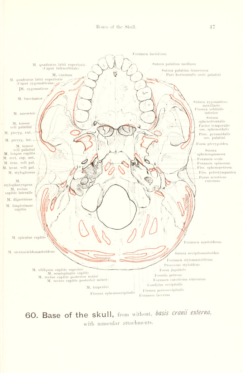 r»<»n<‘s of tin1 Skull. M. pteryg. int. - M. tensor veli palatini M. longus caj>itis M. rcct. cap. ant. M. tens, veli pal. M. levat. veli pal. M. stvloglossus M. splenitis capitis M. stcrnocleicluinastoideus M. obliquus capitis superior M. .semispinalis capitis M. rectus capitis posterior majoi M. rectus capitis posterior minor Foramen incisivum I i'lanim mastoideum occipitomastoidea I i«rumen .styloniastoideuin Procosus styloideus Fossa jugularis I'nssula petrosa Foramen caroticum externum M. caninus M. (piadratus lnhii superioris (Caput zygomati JM. zygoniatici M. stylopharyngeus M. rectus capitis lateralis M. digastrieus M. longissimus capitis M. (piadratus labii superioris (Caput infraorbiiale) Sutura palatina nicdiana Sutura palatina transversa Pars horizon tali* ossis palatini sutura zygomat ico- niaxiila ris 1’issura orbitalis inferior Sutura spbcnofrontalis Facies temporalis <»ss. sphcnoidalis Proc. pyramidali' os.s. palatini Fossa ptcrygoidca Sutura sphenosijuamosa Foramen ovale Foramen spinosum Fiss. spbenopetrosa . Fiss. petrotympanica Purus acusticus externus M. trapezius Fissura sphenooccipital is Condylus occipitalis Fissura pet roocei pi tali** Foramen lacerum 60. Base of the skull, from without, basis cranii externa, with muscuhir attachments.