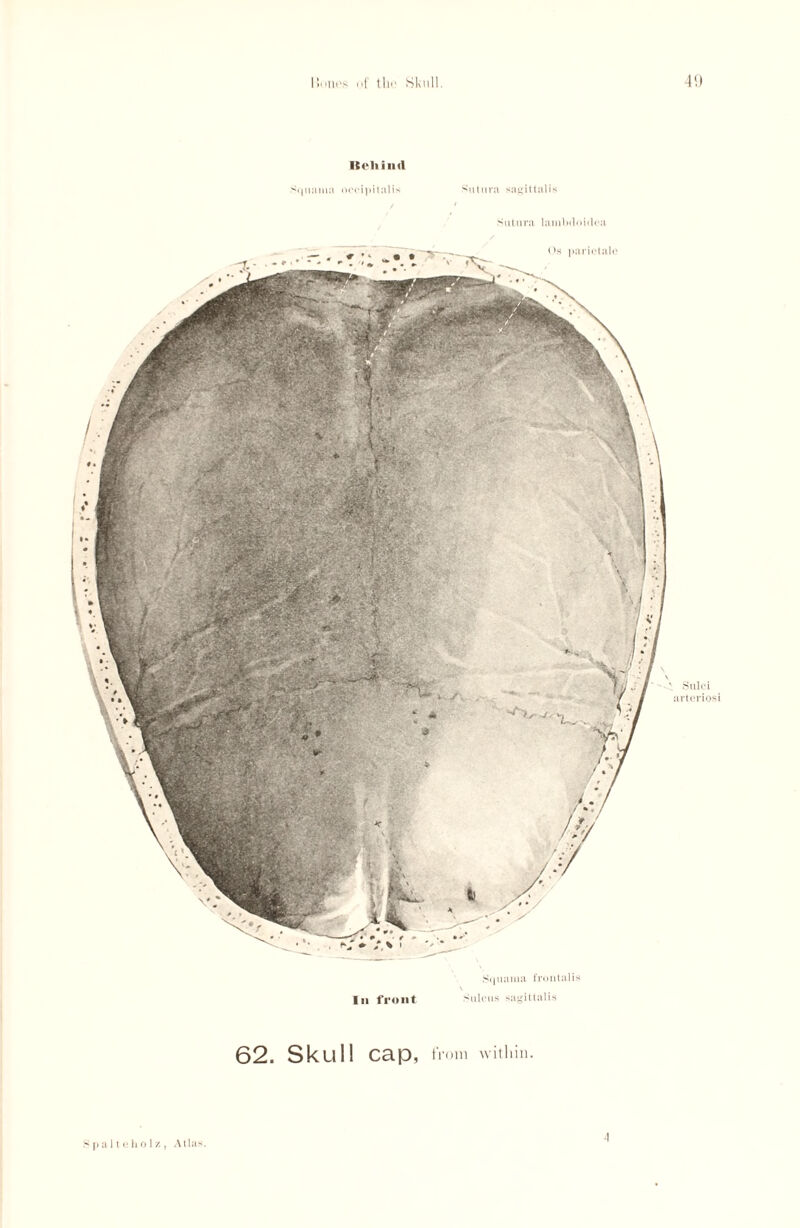 ltcli in (I Squama occipitalis Sutura sagittalis Sutura lambiloidca Squama frontalis In front sulcus sagittalis 62. Skull cap, from within. S p a 11 e h 01 z, Alla