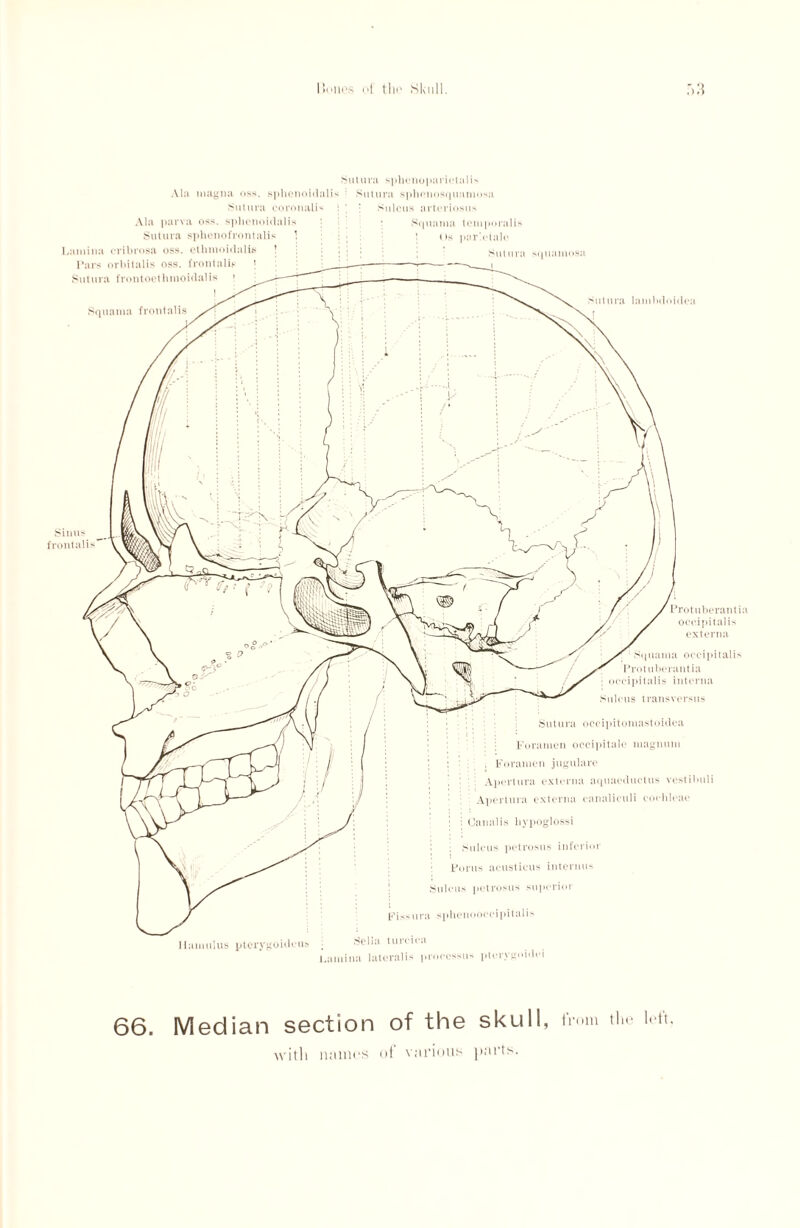 Ala magna oss. sphenoidu Sutura coronalN Ala parva oss. sphenoidalis \ Sutura sphenofrontal!* Lamina cribrosa oss. ethmoidalis Pars orbitalis oss. frontalis j Sutura frontocthmoidalis Squama frontalis Sutura sphenoparietalis < Sutura sphonosquamusa Sulcus arteriosus ; Squama temporalis ] Os par’ctalo Sutura piamosa :i lambdoidea Sinus frontalis Protuberant ia occipitalis externa puuna occipitalis Protuberant ia : occipitalis interna Sulcus transversus Sutura occipitomastoidea Foramen occipitale magnum : , Foramen jugulare . : : Apertura externa aquaeductus vestibuli Apertura externa canaliculi cochleae : : Oanalis bypoglossi ; Sulcus petrosus inferior 1 Fonts acusticus internus Sulcus petrosus superioi Fi ss lira sphenooccipital is Hamulus pterygoidciis Sella turcica Lamina lateralis pr< 66. Median section of the skull, from tim loft with namos of various | inrts.