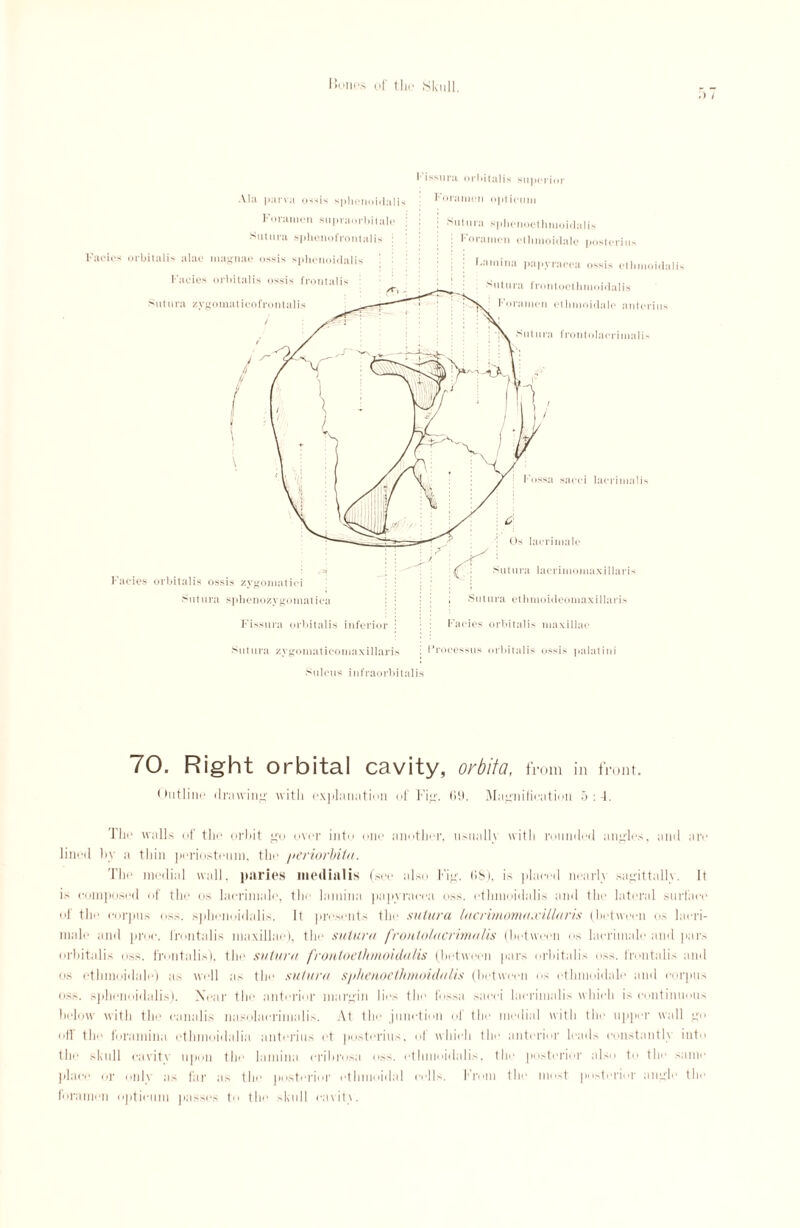 i 01*1 >itails Vl;i purva o-isis splicuoidalis Foramen supruorbitalc Sul ura sphenofrontal is : Facies orbitalis alae magnae ossis sphonoidalis Facies orbitalis ossis frontalis Sutura zygomaticofront Foramen opticnm ; Sutura splienoethmoidalis : Foramen ethmoidale posted u* Lamina papyracea ossis etinnoidalis sutura frontoethmoidalis i Foramen ethmoidale anterius Sut ura frontolaorimalN Facies orbitalis ossis zygomatici Sutura sphenozygoniatica : Fissura orbitalis inferior Sut ura zygomaticomaxillaris Sulcus infraorbitali Fossa sacci lacrimalis '• Os lacrimalc Sut ura lacrimomaxillaris Sut ura cthmoideomaxillaris Facies orbitalis maxillae Processus orbitalis ossis palatini 70. Right orbital cavity, orbita, from in front. Outline drawing with explanation of I'ip. 00. Magnification 5 : The walls of the orbit go over into one another, usually with rounded angles, and are lined by a thin periosteum, the periorbita. The medial wall, paries medialis (see also Fig. US), is placed nearly sagittally. It is composed of the os lacrimalc, the lamina papyracea oss. cthmoidalis and the lateral surface of the corpus oss. sjihenoidalis. It presents the sutura lacrimomuxUluris (between os lacri- male and proc. frontalis maxillae), the sutura frontolacrimalis (between or, lacrimale and pars orbitalis oss. frontalis), the sutura frontoethmoidalis (between pars orbitalis oss. frontalis and os ethmoidale) as well ;is the sutura sphenoethmoidulis (between os ethmoidale and corpus oss. sphonoidalis). Near the anterior margin lies the fossa sacci lacrimalis which is continuous below with the eanalis nasolacrimalis. At the junction of the medial with the upper wall go off the foramina ethmoidalia anterius et posterins, of which the anterior leads constantly iuto the skull cavitv upon the lamina cribrosa oss. cthmoidalis, the posterior also to the >ame place or only as far as the posterior ethmoidal cells. From the most posterior angle the foramen optieuin passes to the skull cavity.