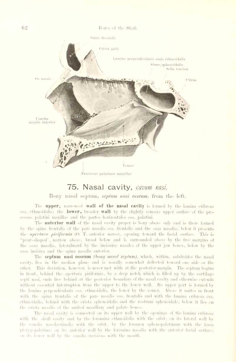 villus frontalis Processus palatines maxillae 75. Nasal cavity, cavum nasi. Bony nasal septum, septum nasi ossewn. from the left. Tlic upper, narrowest wall of the nasal cavity is formed In the lamina cribrosa oss. ethmoidalis; the lower, broader wall by the slightly concave upper surface of the pro¬ cessus palatini maxillae and the partes horizontales oss. jialatini. The anterior wall of the nasal cavity proper is bony above onh and is there formed b\ the spina frontalis of the pars nasalis oss. frontalis and the ossa nasalia; below it presents the aperture piriformis (0. T. anterior mires'), opening toward the facial surface. This is “pear-shaped, narrow above, broad below and is surrounded above by the free margins of the ossa nasalia. lateralward by the incisurae nasales of the upper jaw bones, below In the ossa incisiva and the spina nasalis anterior. The septum nasi osseum (bony nasal septum), which, within, subdivides the nasal cavity, lies in the median plane and is usually somewhat deflected toward one side or the other. This deviation, however, is never met with at the posterior margin. The septum begins in front, behind the aperture piriformis, by a deep notch which is filled up by the cartilage septi uasi, ends live behind at the posterior boundan of the nasal cavity and otherwise extends without essential interruption from the upper to the lower wall. Its upper part is formed by tlm lamina perpendieularis oss. ethmoidalis, the lower by the vomer. Above it unites in front with the spina frontalis of the pars nasalis oss. frontalis and with the lamina cribrosa oss. ethmoidalis, behind with the crista sphenoidalis and the rostrum sphenoidale; below it lies on tic crista nasalis of the united maxillary and palate bones. The nasal cavity is connected on its upper wall b\ the openings of the lamina cribrosa with the skull cavity and by the foramina othmoidalia with the orbit: oil its lateral wall by the eanalis nasolaerimalis with the orbit, by the foramen sphonopalatinum with the fossa pterygopalatina; mi its anterior wall by the foramina nasalia with the anterior facial surface; ii it- lower wall b\ the eanalis incisivus with the mouth.