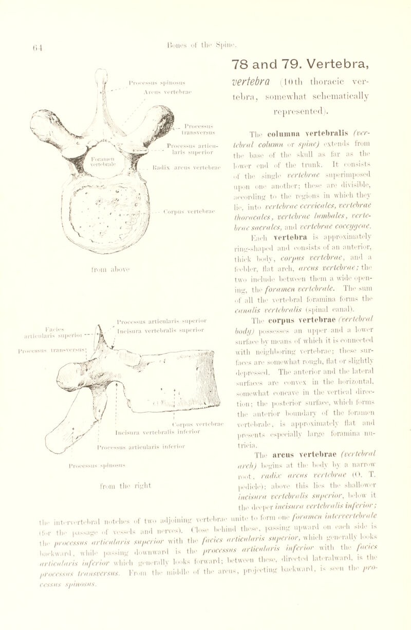 Hunt's of tlio Spiin1. (»4 Processus spinosus Arcus vertebrae Processus lransversus Processus articu- aris superior Iiiulix arcus vertebrae Corpus vertebrae \ V • ' • ‘t'f , v V c-> / from above 78 and 79. Vertebra, vertebra loth thoracic ver¬ tebra, somewhat schematically represented). The columna vertebralis (ver¬ tebral column or spine) extends from the base of the skull as far as tin; lower end of the trunk. It consists of the single vertebrae superimposed upon one another; these are divisible, according to the regions in which they lie, into vertebrae cervicales, vertebrae thoracalcs, vertebrae lumbales, verte¬ brae sacra/es, and vertebrae coccyejeae. Kadi vertebra is approximately rine-.-hapod and consists of an anterior, thick body, corpus vertebrae, and a feebler, Hat arch, arcus vertebrae: the two include between them a wide open¬ ing, the foramen vertebrate. 1 lie sum of all the vertebral foramina forms the canalis vertebralis (spinal canal). The corpus vertebrae (vertebral body) possesses an upper and a lower surface bv means of which it is connected with neighboring vertebrae; these sur¬ faces arc somewhat rough, flat or slightly depressed. The anterior and the lateral surfaces arc convex in the horizontal, somewhat concave in the vertical direc¬ tion: the posterior surface, which forms the anterior boundary of the foramen vortohralo, is approximately flat and presents especially large foramina 1111- t ricia. The arcus vertebrae (vertebral arch) begins at the body by a narrow mot, radix areas vertebrae (O. 1\ pedicle); above this lies the shallower incisura vertebralis superior, below it the deeper incisura vertebralis inferior; of tw„ 'V,. ...lit'- r.,n» fonmm intn-md,bnde . ... ..r ™<i mm iv. l”™1.. „r,ia,l«ru s„,,erim- will, tin- fucks urtiadard mpmr, »l»* V-p „rliad.rrd mf.rwr wl,i,l, K,llv f-nranl: li-tw.-™ «»«-, ■l-t-l lnt-rs.lwim is tic mmmm. l-V-m th.- mi-UV rf tic «», ..K l“'lar'1- 11 ' cess as sp inos as. from tlie right