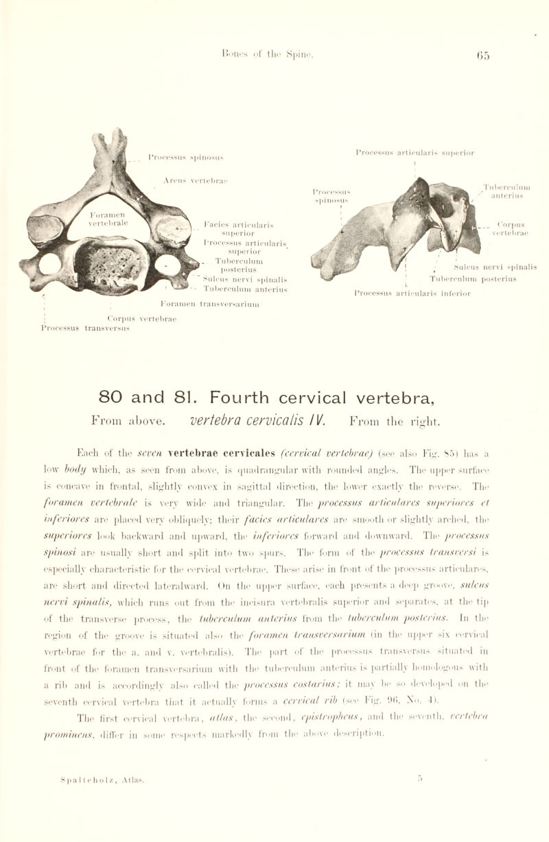 Processus arlicularis superior Arcus vertebrae Facies articularis superior Processus articularis superior Tuberculum posterius Sulcus nervi spinalis ■- Tuberculuin antcrius Foramen trunsversarium Corpus vertebrae Processus transversus Processus spinosus Tuberculuin antcrius ( 'orpus vertebrae Sulcus nervi spinalis Tuberculum posterius Processus articularis inferior 80 and 81. Fourth cervical vertebra, From above. vertebra cervicaiis IV. From the right. Each of the seven vertebrae cervicales (cervical vertebrae) (see also Fig. $5) lias a low body which, as seen from above, is quadrangular with rounded angles. The upper surface' is concave in frontal, slightly convex in sagittal direction, the lower exactly the reverse. The foramen vertebrate is very wide and triangular. The processus articulares superiores et inferiores are placed very obliquely; their facies articulares arc smooth or slightly arched, the superiores look backward and upward, the inferiores forward and downward. The processus spinosi are usually short and split into two spurs. The form of the processus transversi is especially characteristic for the cervical vertebrae. These arise in front of the processus articulares, are short and directed lateralward. On the upper surface, each presents a deep groove, salens nervi spinalis, which runs out from the ineisura vertebralis superior and separates, at the tip of the transverse process, the tuberculum antcrius from the tuberculum posterius. In the region of the groove is situated also the foramen transversurium (in the upper six cervical vertebrae for the a. and v. vertebralis). The part oi the processus transversus situated in front of the foramen transversarium with the tuberculum antcrius is partially homologous with a rib and is accordingly also called the processus costartus; it may be so developed on the seventh cervical vertebra that it actually forms a cervical rib (see l ig. !)(>. N. -1 >. The first cervical vertebra, atlas, the second, epistropheus, and the seventh, vertebra promincus, dilfcr in some respects markedly from the above description.