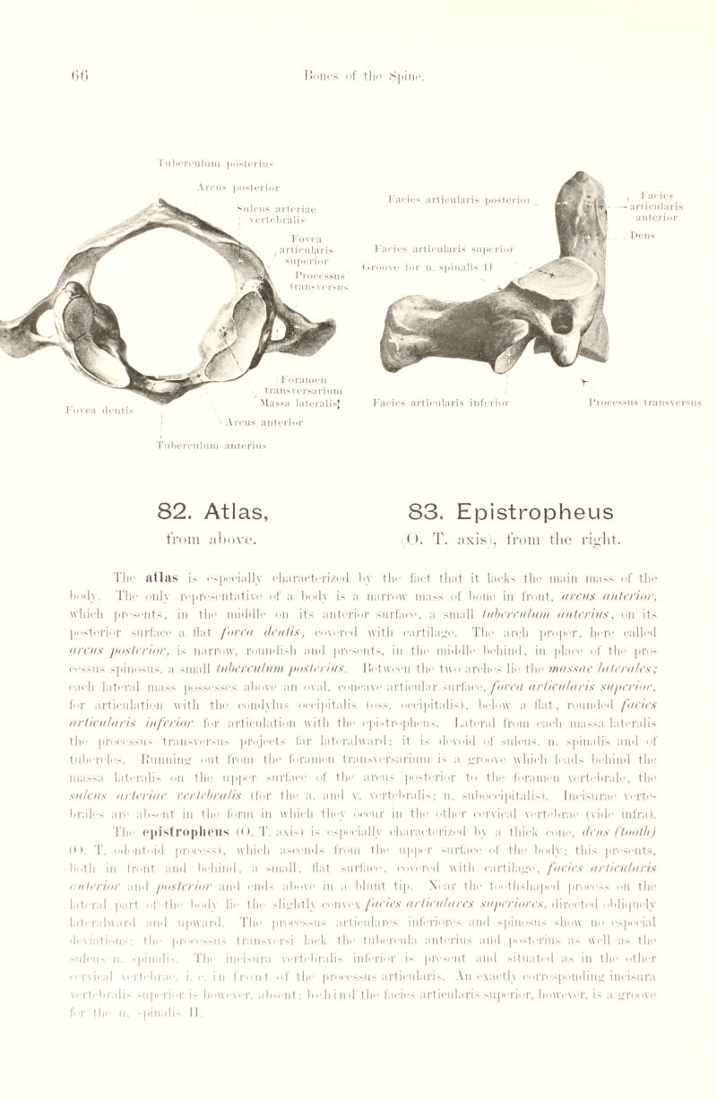 Tuberculum posterius Arcus posterior Sulcus artcriae ; vertebral is Fovea articularis superior Processus l r;111v \ ersu.s Foramen trausversarium Massu lateralisj Tuberculum anterius 82. Atlas, 83. Epistropheus from above. (0. T. axis), from the right. Tin' atlas i> i'specially characterized by the fact that it lacks the main mass of the bmly. The only representative I a body is a narrow mass of bone in front, arcus anterior, which presents, in the middle on its anterior surface, a small tuberculum anterius, on its posterior surface a flat /been dentis, covered with cartilage. The arch proper, here called ureas posterior, is narrow, roundish and presents, in the middle behind, in place of the pro- eossus spinosus. a small tuberculum posterius. Between the two arches lie the massne lutera/es; each lateral mass possesses above an oval, concave articular surface, fovea articularis superior, for articulation with the condylus occipitalis loss, occipitalis), below a flat, rounded furies articularis inferior for articulation with ..pistropheus. Lateral from each massa lateralis the processus transversiis projects far lateral ward; it is devoid of sulcus, n. spinalis and of tubercles. Running out from the foramen trausversarium is a groove which leads behind the massa lateralis on the upper surface of the arcus posterior to the foramen vertebral*?, the sulcus urteriue verlebralis (for the a. and v. vertebralis; n. suboecipitalis). Ineisurao verte- hrales are absent in the form in which they occur in the other cervical vertebrae (vide infra). The epistropheus tO. T. axis) is especially characterized by a thick cone, dens (tooth) ((). T. odontoid process), which ascends from the upper surface of the body; this presents, both iii I'rmit and behind, a small, Hat surface, covered with cartilage, fines articularis i nterior and posterior and ends above in a blunt tip. Near the toothshaped process on the lateral part of the lmd\ lie tin- slighth convex /dries urticulures superiores, directed oldiipiely lati ralward and upward. The processus artieulnres iuferion's and spinosus show no especial diwiations; the procerus transversi lack the tuhereula anterius and posterius as well as the sulcus ii. spinalis. The ineisiira vertebralis inferior is present and situated as in the other cervical vertebrae, i. • ■. in front of the processus articularis. An exactly corresponding ineisiira vertebralis superior is however, absent: boh i ml the facies articularis superior, however, is a groove for the n. -pinalis II.