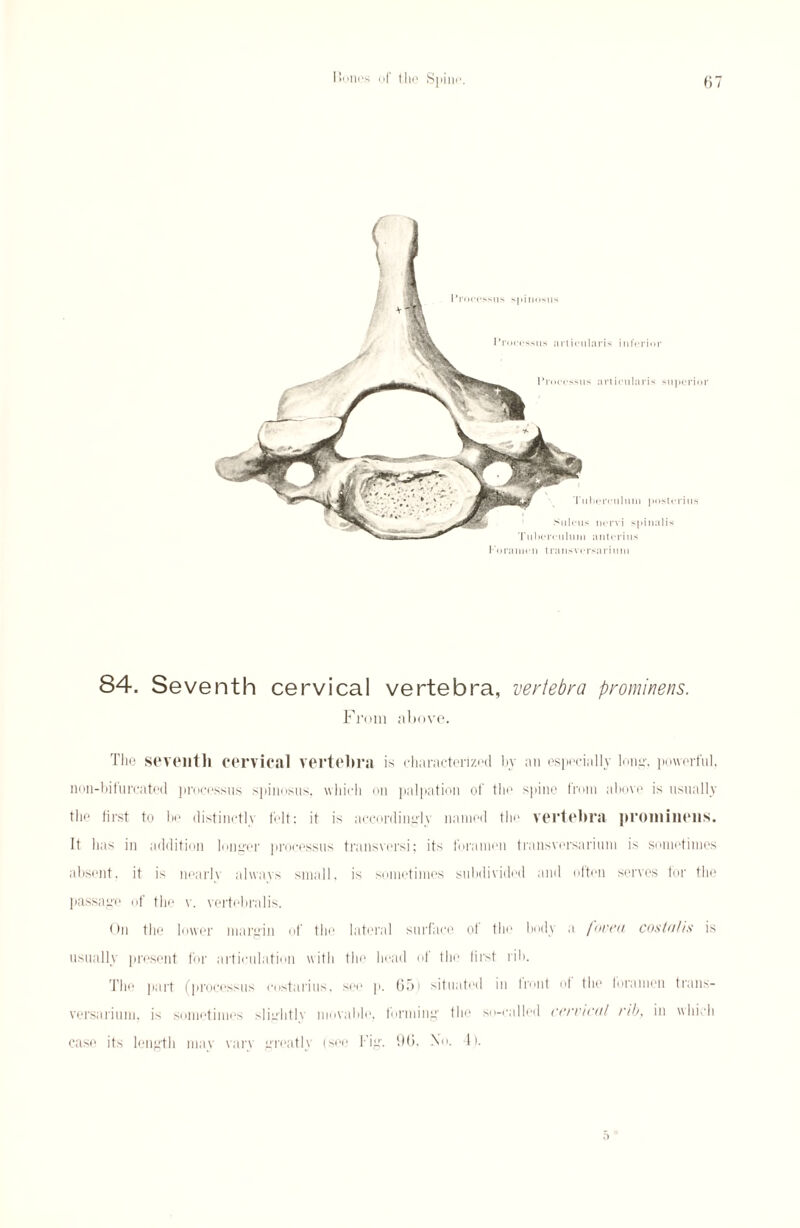 Foramen iranswrsariuin 84. Seventh cervical vertebra, vertebra prominens. From above. The seventh cervical vertebra is characterized by an especially long. powerful, non-bifurcated processus spinosus, which on palpation of the spine from above is usually the first to be distinctly felt: it is accordingly named the vertebra prominens. It has in addition longer processus transversi; its foramen transversarium is sometimes absent, it is nearly always small, is sometimes subdivided and often serves for the passage of the v. vertebral is. On the lower margin of the lateral surface of the body a fovea costahs is usually present for articulation with the head of the tirst rib. The part (processus eostarius, see p. 6.71 situated in trout of the foramen trans¬ versarium, is sometimes sliuhtly movable, forming the so-called cervical rib, in which