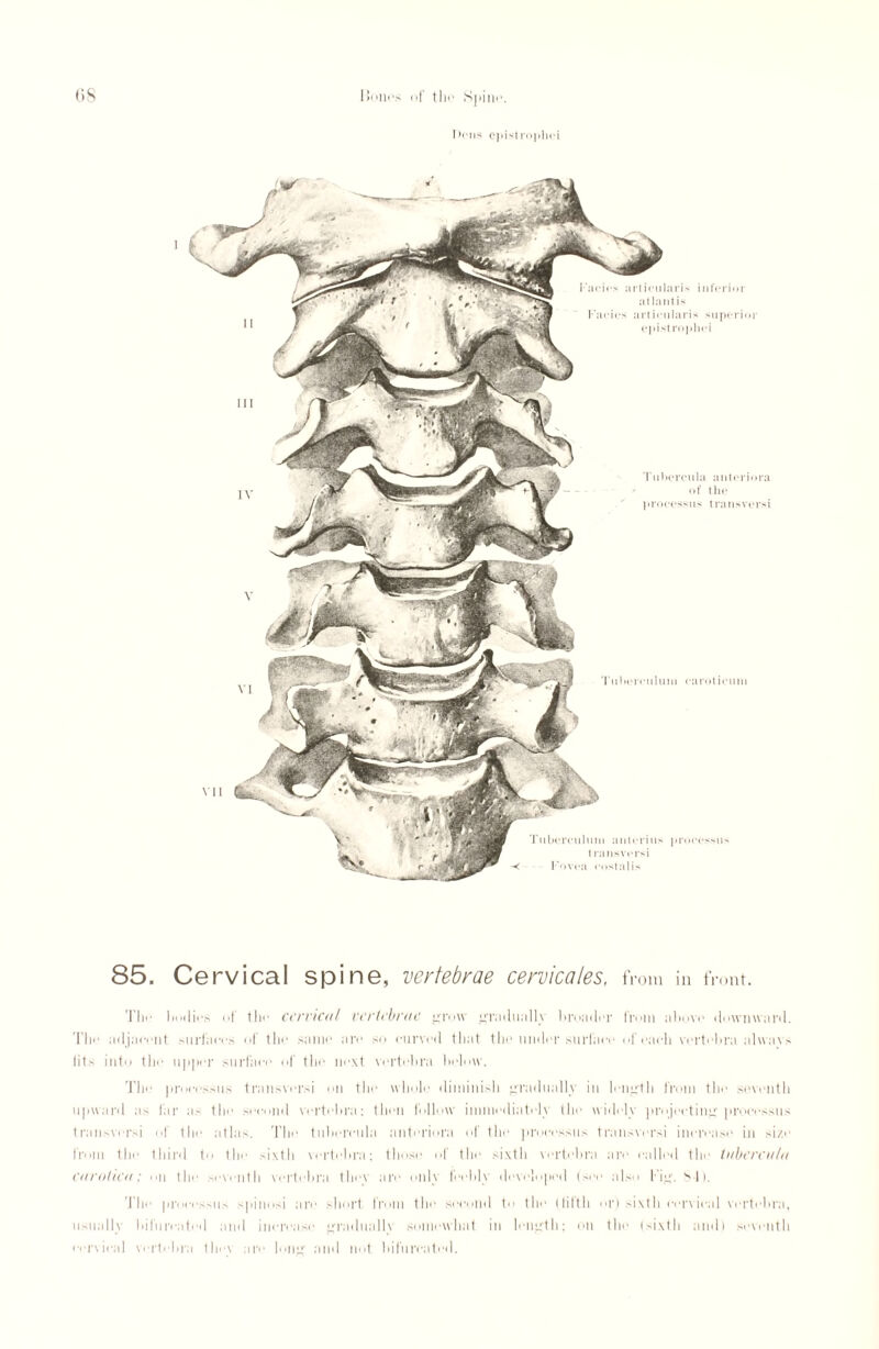 I >i■ iis epistrophei 85. Cervical spine, vertebrae cervica/es, fi ■om in front. I'lie litxlios I tlie ccrvicol vertebrae grow gradually liroader from above downward. The ad jacent surfaces of the same are so curved that the under surface of each vertebra always lits into the upper surface of the next vertebra below. The processus transversi on the whole diminish gradually in length from the seventh upward as far a.- the second vertebra: then follow immediately the widely projecting processus transversi of the atlas. The tuberenla anteriora of the processus transversi increase in size from the third to the sixth vertebra: those of the sixth vertebra are called the tuberculu caroticu; on the seventh vertebra they are only feebly developed (see also Fig. s-li. d he processus spinosi are short from the second to the (tilth or) sixth cervical vertebra, usually bifurcated and increase gradually somewhat in length; on the (sixth and) seventh cervical vertebra they are long and not bifurcated.