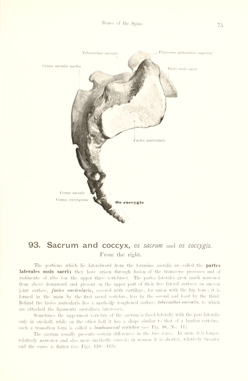 I »• >n«‘s of tllO S]M1K\ Cornu sac rale Cornu coccygeum Os coccygis l l’acies auricularis Fron ssus art ioularis Hnsis ossis sacri Tuberositas sacralis Crista sacralis media superior 93. Sacrum and coccyx, os sacrum and os coccygis. From the right. The portions which lie lateralward from the foramina sacralia are called the partes laterales ossis sacri; they have arisen through fusion of the transverse processes and of rudiments of rihs (on the upper three vertebrae). The partes laterales grow niueli narrower from above downward and present on the upper part of their free lateral surlaees an uneven joint surface, facies auricularis, covered with cartilage, for union with the hip hone; it i- formed in the main by the first sacral vertebra, less by the second and least by the third. Behind the facies auricularis lies a markedly roughened surface, tuberositas sacralis, to which are attached the ligamenta sacroiliaea interossea. Sometimes the uppermost vertebra of the sacrum is IiisimI laterally with the pars lateralis only in one-half, while on the other half it has a shape similar to that 1 a lumbar vertebra: such a transition form is called a lumbosacral vertebra (see fig. '.lb. NT. I I i. The sacrum usually presents certain differences in the two sexes. In man. it is longer, relativelv narrower and also more markedly curved; in woman it is shorter, relatively broader and the curve i> Hatter (see Figs, lo^ 1(>5).