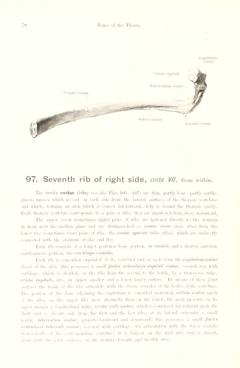 ( apituluni costae 97. Seventh rib of right side, costa 111, from within. The twelve costae (ribs) (see also Bigs. 105 —107) are thin, partly limn, partly cartila¬ ginous masses which go out on each side from the lateral surfaces of the thoracic vertebrae and which, funning an arch which is convex lateralward, ladp to hound the thoracic cavity. Each thoracic vertebra correspond.' to a pair of ribs; they are numbered from above downward. The upper seven (sometimes eight) pairs of ribs are fastened directly to the sternum in front near the median plane and are distinguished as costae rente (true ribs) from the lower five (sometimes four) pairs of ribs, the costae spuriae (false ribs), which are indirectly connected with the sternum or else end free. Each rib consists of a longer posterior bom portion, os costale, and a shorter, anterior, cartilaginous portion, the cartilae/o cos tails. Each rib is somewhat expanded at it' vertebral end so as to form the ca pita la ni costae (head of the rib): this possesses a small facies artiea/ans capitalt costae, covered over with cartilage, which is divided, on the ribs from the second to the tenth, by a transverse ridge, crista capital), into an upper smaller and a lower larger surface. By means of these joint surfaces the heads of the ribs articulate with the I’ovcae costales of the bodies of the vertebrae. The portion of the bone adjoining the capitulum is somewhat narrowed, co/lata costae (neck ,,f the rib), on the upper ribs more distinctly than on the lower; the neck presents on its iipjiei* margin a longitudinal ridg’e, ertsttt, colli costae, which is continued lateralward upon the shaft and is absent only from the first and the last ribs; at its lateral extremity a small nodule, Inhere ala at costae, projects backward and downward; this possesses a small fanes articnlaris Inbcrcn/i costae, covered with cartilage, for articulation with the fovea custalis transversalis of the eoriV'poiiding vertebra; it is largest mi the lirst ribs and is absent, along with the joint surfaces, on the (tenth) eleventh and twelfth ribs.