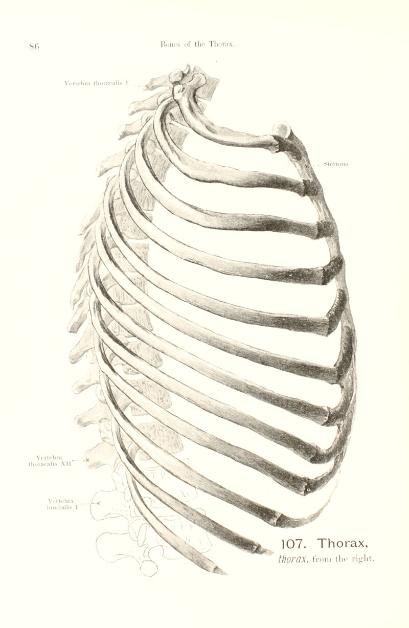 si; 107. Thorax, thorax, from tlm right. Sternum Vertebra thoracal is XII