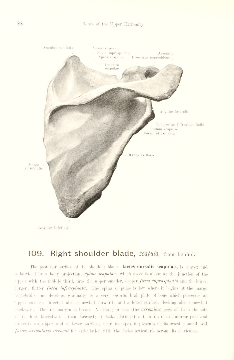 Annulus nuMlialis Margo superior Fossa supraspinata Acromion >pifia scapulae Processus coracokleus Annulus lateralis I ncisura scapulae a xillaris Mai Tuberositas infraglenoitlalis Coll urn scapulae *a infraspinata Margo vertebral is Angulus inferior* 109. Right shoulder blade, scapula, from behind. Tin* posterior surface of the sliouhler blade, lucieS (lorsillis scapulae, is convex and subdivided b\ a bony jirnjectiun, spina scapulae, which ascends about at the junction of the upper with the middle third, into the upper smaller, deeper fossa supraspinata and the lower, larger, Hatter fossa infraspinata. The spina scapulae is low where it begins at the margo vertebralis and develops gradually to a very powerful high plate of bone which possesses an upper surface, directed also somewhat forward, and a lower surface, looking also somewhat backward. The free margin is broad. A strong process (the acromion) goes oil' from the side of it. first lateral ward, then forward: it looks flattened out in its most anterior part and pi'e>en1' an upper and a lower Mirfaee; near it- apex it presents medianward a small oval facies arlicularis acromii for articulation with the facies artieularis aeromialis elaviculae.