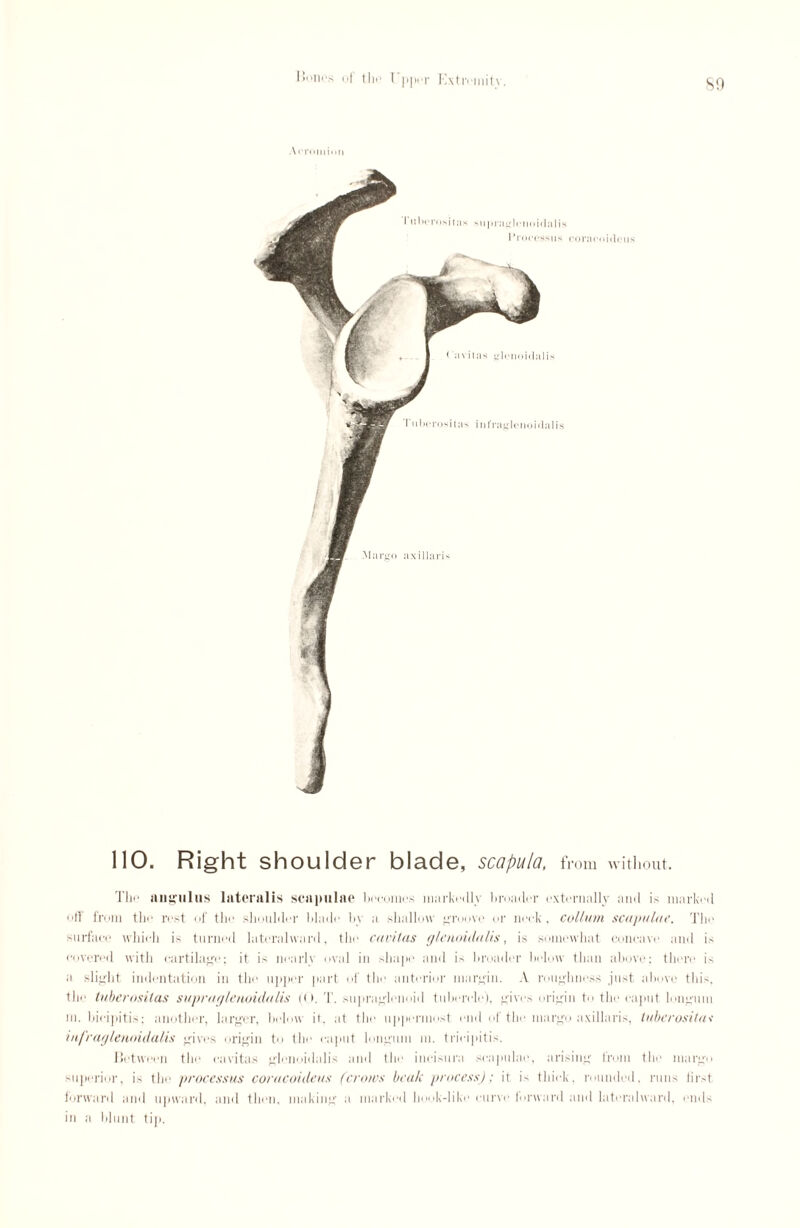 SO Arnnnion coracoidtMis 110. Right shoulder blade, scapula, from without. The aligning lateralis scapulae becomes nuirkeilly broader externally and is marked off from the rest of the shoulder blade by a shallow groove or neck, collum scapulae. The surface which is turned lateralward, the cavitas glenoidalis, is somewhat, concave and is covered with cartilage; it is nearly oval in shape and is broader below than above; there is a slight indentation in the upper part of the anterior margin. A roughness just above this, the tuberositas suprag/envidulis (<•. T. supraglenoid tubercle), gives origin to the caput longum m. bicipitis; another, larger, below it. at the uppermost end of the margo axillaris, tuberositas infraglenoidalis gives origin to the caput longum m. tricipitis. Between the cavitas glenoidalis and the incisura scapulae, arising from the margo superior, is the processus coracoideus (crows beak process); it is thick, rounded, runs first forward and upward, and then, making a marked hook-like curve forward and lateralward, ends in a blunt tip.