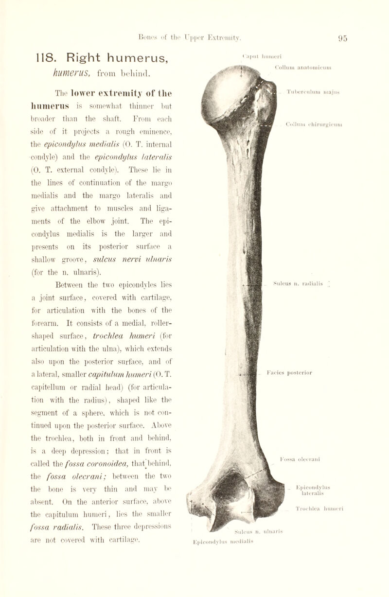 118. Right humerus, humerus, from behind. The lower extremity of the humerus is somewhat thinner hut broader than the shaft. From each side of it projects a rough eminence, the epicondylus medialis (0. T. internal ■condyle) and the epicondylus lateralis (0. T. external condyle). These lie in the lines of continuation of the margo medialis and the margo lateralis and give attachment to muscles and liga¬ ments of the elbow joint. The epi¬ condylus medialis is the larger and presents on its posterior surface a shallow groove, sulcus nervi ulnar is (for the n. ulnaris). Between the two epicondyles lies a joint surface, covered with cartilage, for articulation with the bones of the forearm. It consists of a medial, roller¬ shaped surface, trochlea humeri (for articulation with the ulna), which extends also upon the posterior surface, and of a lateral, smaller capitulum humeri (0. T. capitellum or radial head) (for articula¬ tion with the radius), shaped like the segment of a sphere, which is not con¬ tinued upon the posterior surface. Above the trochlea, both in front and behind, is a deep depression; that in front is called the fossa coronoidea, that behind, the fossa olecrani; between the two the bone is very thin and may be absent. On the anterior surface, above the capitulum humeri, lies the smaller fossa radialis. These three depressions are not covered with cartilage. Caput humeri Col In m anatom icu in Tuberculuin majus Collum ehirurgicimi Sulcus n. radialis Facies posterior Fossa olecrani Sulcus n. ulnaris Fpieondylus lateralis Trochlea humeri Fpicomlylus medialis