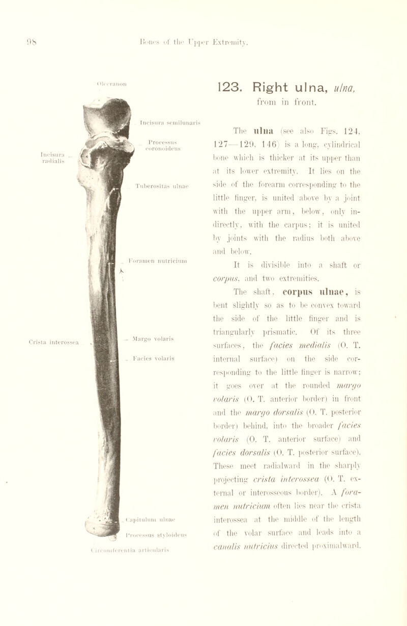 Olecranon < npituluiii ulnae Processus stvloicleus Incisuia semilunaris Processus coronoidcus Tuberositas ulnae Foramen nutricium - Margo volaris _ Facies volaris Incisura radialis Crista interossea C ireu intercut ia articularis 123. Right ulna, ulna, from in front. The ulna (see also Figs. 124. 127—129, 146' is along, cylindrical hone which is thicker at its upper than at its lower extremity. It lies on the side of the forearm corresponding to the little finger, is united above by a joint with the upper arm, below, only in¬ directly. with the carpus; it is united by joints with the radius both above and below. It is divisible into a shaft or corpus, and two extremities. The shaft, corpus ulnae, is bent slightly so as to be convex toward the side of the little finger and is triangularly prismatic. Of its three surfaces, the facies medial is (0. T. internal surface) on the side cor¬ responding to the little finger is narrow; it goes over at the rounded margo volaris (0. T. anterior border) in front and the margo dorsalis (0. T. posterior border) behind, into the broader facies volaris (0. T. anterior surface) and facies dorsalis (0. T. posterior surface). These meet radialward in the sharply projecting crista interossea (<>. T. ex¬ ternal or interosseous border). A fora¬ men nutricium often lies near the crista interossea at the middle of the length of the volar surface and leads into a canal is nutricius directed proximalward.