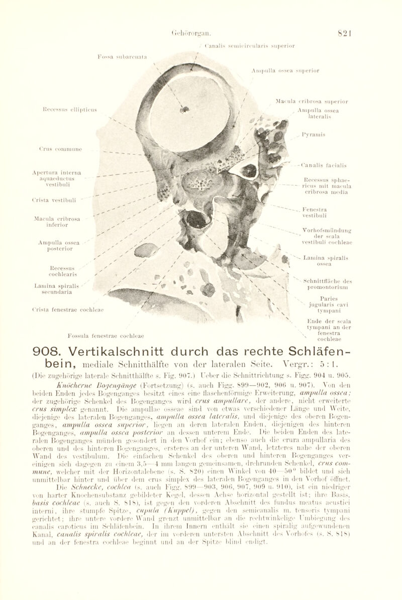 ( anal is somiciivularis superior Fossa subarcuata / Recessus ellipticus C'rus commune Apcrtura interna aquaeductus vestibuli Crista vestibuli Macula cribrosa inferior Ampulla ossea posterior Recess us cochlear is Lamina spiralis secundaria Crista fenestrae cochleae Fossula fenestrae cochleae superior cribrosa superior Ampulla ossea lateralis Pyramis -Canalis facialis Recessus sphae- ricus mit macula cribrosa media Fenestra vestibuli Vorhofsm undung der sea la vestibuli cochleae - Lamina spiralis ossea SchnittfUiche des promontorium Paries jugularis cavi tympaui Fnde der scala tympani an der fenestra cochleae 908. Vertikalschnitt durch das rechte Schlafen- bein, mecliale Schnittlnilfte von der lateralen Seite. Vergr.: 5:1. (Dir zugehbrige laterale Schnittlnilfte s. Fig. 007.) Feher die Sehnittriehtung s. Figg. 904 u. 905. Knucherue Uogcngdnge (Fbrtsetzung) (s. auch Figg. 899—902, 906 u. 907). Von den beiden Enden jedes Bogenganges besitzt nines eine Hasehenldrmige Erweiterung, ampulla ossea; del- zugeliorige Sckenkel des Bogenganges wird crus ampullar e, der andere, nicht enveiterte crus simplex gonannt. Die ampullae osseae sind von etwas verschiedener Lingo uud A\ eite, diejenige des lateralen Bogenganges, ampulla ossea lateralis, und diejenige des oberen Bogen¬ ganges, ampulla ossea superior, liegen an deren lateralen Enden. diejenigen des bititeren Bogenganges, ampulla ossea posterior an (lessen unterom Elide. Die beiden Enden des late¬ ralen Bogenganges miindon gesondert in den Vorhof ein; ebenso aucb die crura ampullaria des oberen und des bintcren Bogenganges, ersteivs an dor unteren Wand, letzteres naho der oberen Wand des vestibuluin. Die einfacben Sckenkel des oberen und bintcren Bogenganges ver- einigon sick dagegen zu oinem 3,5 — 4 nun langen gemeinsainen, drebrunden Sckenkel, crus com¬ mune, welchor mit der Horizontalebene is. S. s20) einen Winkel von 40 50 bildet und sick uninittelbar binter und fiber deni crus simplex des lateralen Bogenganges in den Vorliol idl'net. Die Sc/inecke, cochlea (s. aucb Figg. V.)9 903, 906, 907, 909 u. 910), ist ein niedriger von barter Knoebensubstanz gebildeter Kegel, (lessen Aelise horizontal gestellt ist; ilire Basis, basis cochleae (s. aucb S. sis), ist gegen den vorderen Absebnitt des fundus meatus aeustiei interni, ibre stumpfe Spitze, cupula (h'uppel), gegen den semieanalis m. tensoris tympani gericktet: ibre untere vordere Wand grenzt uninittelbar an die rechtwinkelige Embiegung des eanalis earotieus im Schlatenbein. In ihrem Innern entbiilt sie einen spiralig aufgewundenen Kanal, eanalis spiralis cochleae, der im vorderen ontersten Absebnitt des Vorbofes is. S. sls> und an der fenestra cochleae beginnt und an der Spitze blind endigt.