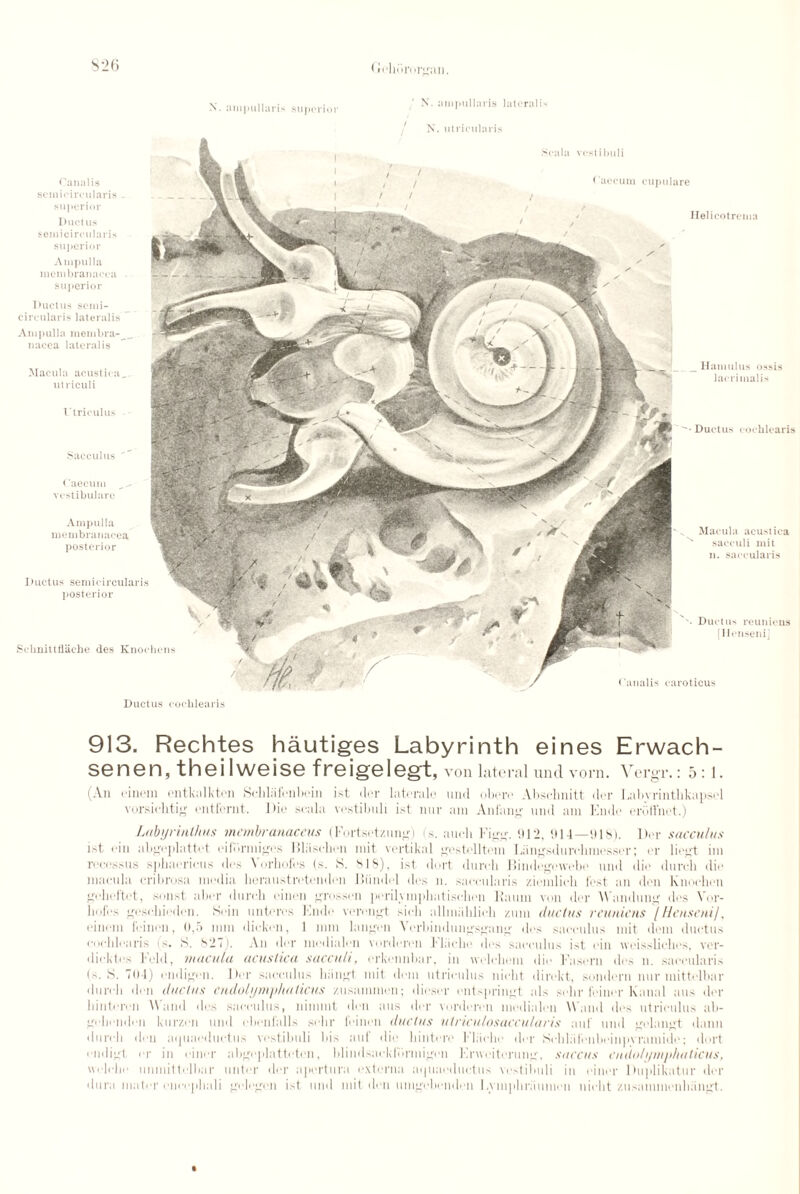 N. ampullaris .superior N. ampullaris lateralis N. utrieularis Caecum vestibulare Canalis semioircularis - superior Ductus semioircularis superior Ampulla membranacea . superior Ductus semi- circularis lateralis Ampulla membra-_ uacea lateralis Macula acustica . utriculi Utriculus '•Ductus eochlearis Sacculus  Ampulla membranacea, posterior Macula acustica saceuli mil 11. saecularis Ductus semicircularis posterior Schnittflaehe des Knochens Canalis caroticus Hamulus ossis lacrimal is Ductus reunieus [Hcnseni] Scala vestibuli < laecum cupulare Helicotrema Ductus coclilearis 913. Rechtes hautiges Labyrinth eines Erwach- senen, theilweise freigelegt, von lateral und vorn. Yergr.: 5 : 1. An cinem ontkalkton Scldalenboin ist. dor latoralo und obotv Abschnitt dor Labvrintlikapsol vorsichtig ontfernt. Die scalu vestibuli ist nur am Anfang und am Elide erbffnet.) Labyrinihus membranaceus (Fortsetzung) is. anoli Figg. 012. 914—018). Dor sacculus ist oin abg('jilattot eifbrmiges Blasdum mit vertikal gestelltem Liiiigsdurohmossur; or liogt im recossus sphaoricus ties Vorhofes (s. S. 818). ist dort dnrdi Dindegewobo mid die (lurch die macula cribrosa media boraustri'tondoii liundel dos n. saecularis ziemlich test an don Knocbon goheftot, sunst a her (lurch oinon grosson perilyinphatischon Haunt von dor Wandung dos Vor- bofes gosdiiodon. Soin untercs Kndo verengt sich allmahlich zuni ductus reunions [Hcnseni/, cinem ieinen, 0,5 mm dicken, 1 mm langen Verbindtingsgang des sacculus mit dent ductus coclilearis [s. S. 827). An dor liiedialen vordcren Pliiche dos sacculus ist oin wcisslichcs, ver- (licktcs held, macula acustica sacculi, orkonubar, in wolchem die Fascrn dos n. saecularis (s. iS. 704) ondigen. Der sacculus liiingt mit dom utriculus nicht direkt, sonderu nur mittelbar (lurch dou ductus endolymphu licus zusammni; dicscr entspringt a Is schr feiner Kanal aus der liintoron W and des sacculus, ninnnt don aus dor vordonm modialtm W and dos utriculus ab- gobondon kurzen und obenialls sohr Ibinen ductus ulriculosaccularis aid und gelangt claim (lurch dou aijuaoductus vestibuli bis auf die hintere Fliiclie der Schliifonhoinpvraniide; dort endigt or in oinor abgoplattotoii, blindsacklhrmigon Enveiterung, saccus cndo/yni/dtaticus, welclic umnittolbar untcr dor aperture externa u<|iiacductiis vestibuli in oinor Duidikatur dor dura mater oncephali gologon ist und mit don umgebendon Eviuphrii union nicht zusammenhiingt.