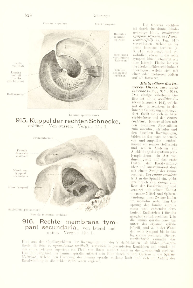 S*>s < i(‘]ntrur*»*;in. < accum ciijmlarc >'-ala tynipani Scala vestibuli Lamina modioli (durch- geschnitten) Helicotrema Hamulus laminae spiralis Membrana vestibularis | Reissneri | Ductus cochlearis (eruffnet) Lamina spiralis ossca 915. Kuppel der rechten Schnecke, eruffnet. Von aussen. Vergr.: 1 r> : 1. Promontorium Dii' Ji.*nestra cochleae ist (lurch cine diinne, binde- gewobige I hint, membruna ti/mpani secundaria fJ\eben- trommelfcll) (s. Fig. 016) versehlnssen, welohe an dor crista Icnustrac cochleae (s. S. 810) entspringt und ge- wi'ilinlicli etwas in die scala tympani hineingobuchtot ist; ih re late rale 1* liiclie ist von her I ’ankenhiihlenschleiinhaut iiberzogen, welclic sich mit ciner oder niehreren Falten ant sie fortsetzt. Iilutoefosse ties in- neren (Hires, rasa auris internae,(s. Figg.OlT u.Ols). Has einzige zuleitende Ue- fiiss ist die a. auditiva in¬ terna (s. auch S. dud), welclic mit deni n. acnsticus in den innoren (Jehiirgang eindringt; dort tlieilt sie sich in rami veslibulares und den ramus cochleae. Erstere ziehen mit den einzelnen Nerveniisten zuni sacculus, utricnlus und den hiiutigcn Bogengiingen, bildon an den maculae aensti- cae und ampullae membra- naceae ein reiches Gefiissnetz Fossulsi fenestrae vestibuli Membrana tympani secundaria nous tympani M MU' II CV II' 11 I >--■ >fr £y m: .-¥ Subieulum proinontorii Fossula lent*' chleae 916. Rechte membrana tym pani secundaria, von Intern imtm. Vergr. ; 12:1. I Milt aus tin-iIs dii den sinu> I>as < apillargcbiet blaltvene, welclic ■u ( apillargcbieten der Bogongiingo und dor ilie v. aquaeductus vestibuli, verlaufen in gesi superior; ein Tlieil von i der lamina spiralis ontleert den Ursnrung der lamina pctrusiis Basalwindnng in die bidden Spiralvcneii ergiesst. en ein spiral Auskleidungdes spatium peri- lymjihaticum; ein Ast von ilinen greift auf das erste Drittel der Basalwindung fiber und anastomosiert dort mit einem Zweig des ramus cochleae. 1 )er ramus cochleae tritt in die Spindel ein, giebt gewiihnlich zwei Zweige zum -Rest der Basalwindung und wrsorgt mit seinem Endast die gauze AIittel- und Spitzen- windung; diese Zweige laufen ini modiolus nahe deni Ur- sprung der lamina spiralis ussea und entsenden fort- lautend Endiistchen l.lurdas ganglion sjiirale cochleae, 2. in die lamina spiralis ussea bis unter das organon spirale | ('ortii | und 6. in der Wand der scala tympani bis in das lig. spirale cochleae. Die rv. reslioulares sammeln das \ orholsiickchen: sie bildon grdssten- nderten Kaniilchen und niiinden in nnindet auch in die v. canaliculi cochleae. Blut durch radiiire Gelasse in die S/dral- ' cutlang hiuit und sich am An tang der uni I