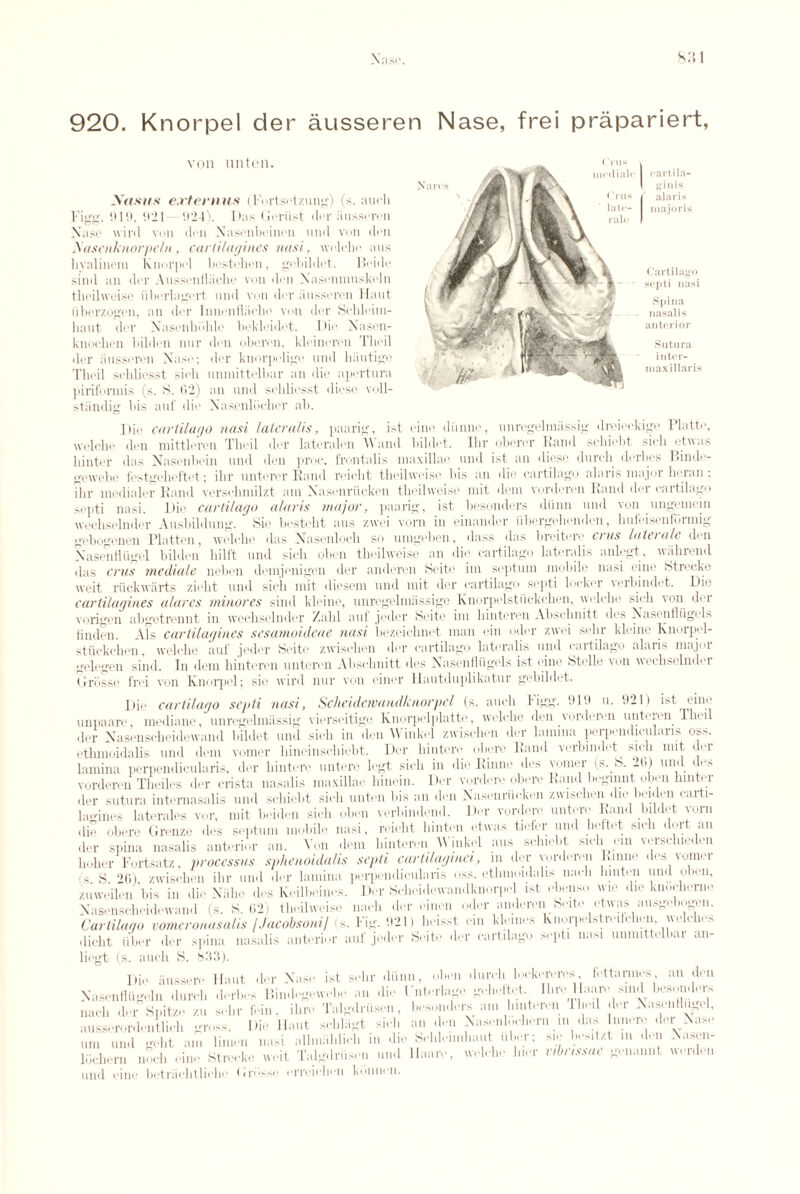 920. Knorpel der ausseren Nase, frei prapariert, von unten. Xasiis ext emus (Fnrtsetzung) (s. aucli Figg. 919, 921 924). Das Geriist dor iiusscren Naso wil’d von don Nasonboinon and von don Xascnknorpeln, cartiiagines nasi, woloho ans h valinom Knorpol bostohcn, gobildot. Beido sind an dor Aussonfliicho von don Xasonnmskeln theilweiso iiborlagort und von dor iinssoron Haut iiberzogen, an dor Innenflacho von dor Schleim- haut dor Nasenhhhlo bekloidot. Dio Nasen- knoolien bilden nnr don oberen, kloinoren Thoil der iinssoron Naso; der knorpeligo und hiiutige Thoil schliosst sioli nmnittelbar an dir* aportura piriformis (s. S. (52) an und schliosst dieso voll- stiindig bis auf die Nasenldchor ab. cartila- ginis alaris majoris Cartilage sopti nasi Spina nasalis anterior Sutura inter- in axillaris Dio cartilage nasi lateralis, paarig, ist cine diinne, unrcgelnnissig droiookigo Platte, wolche don mittloron Thoil dor latoralen Wand bildet. Ihr obt'ror Hand sehiebt sioh otwas hinter das Nasonboin und den proc. frontalis maxillae und ist an dieso durch dorbos Binde- gewolio fostgohoftot; ihr untorer Kami rciclit theilweiso Ids an die cartilage alaris major lieran; ibr modialor Band versehmilzt am Nasonriickon theilweiso mit dem vordoriMi Rand dor cartilage sopti nasi. Die cartilago alaris major, paarig, ist besonders diinn und von ungemein wechselnder Ausbildung. Sio bostoht a us zwei vorn in einandor iibergohenden, lmfeisenfunnig gebogenen Platten, welche das Nasenloch so umgeben, dass das breitere crus late rale den Nasonfliigel biltlon hiltt und sioh obon theilweise an die cartilago lateralis anlegt, wiihrend das crus mediate notion demjonigcn der anderen Seite ini septum mobile nasi eine btrocke weit riickwiirts zioht und sioh mit diosem und mit der cartilago sopti locker verbindet. Die cartiiagines alures minores sind kleine, unrogelmtissige Knorpelstuckchen, wolche sick ion dor vorigon abgetrennt in wechsolnder Zahl auf jotler Seite im hinteren Abschnitt dos Nasonfliigels linden. Als cartiiagines sesamoideae nasi bezeichnet man ein odor zwoi solir kleine Knorpel- stuckeben, welche auf jeder Seite zwischen dor cartilago lateralis und cartilago alaris major sj,.logon sind. In dem hinteren unteron Abschnitt dos Nasenfliigols ist cine Stelle von wechsolnder (1 rosso frei von Knorpel; sio wird nur von oilier Hautduplikatur gobildot. Dio cartilago septi nasi, Scheidetvandknorpel (s. aucli Figg. 919 u. 921) ist oine unpaare, mediane, unregelmassig vierseitige Knorpolplatte, wolche den vordoron unteron Thoil dor Nasenscheidewand bildet und sich in den Winkol zwischen dor lamina perpondieularis oss. ethnioidalis und dem vomer hineinschiebt. Der hintero obero Kami verbindet sich nut der lamina perpondieularis, dor hintero untore legt sich in die Rhine dos vomer (s. S. 2(5) und dos vorderen Theilos dor crista nasalis maxillae hinein. Dor vurdere obero Rand beginnt obon hintor der sutura intemasalis und sehiebt sich unton bis an don Nasonriickon zwischen die beidon carti¬ iagines lateralos vor, mit beidon sich obon vorbindond. Dor vordero untero Kami bildet vorn die obero Grenze dos septum mobile nasi, reiclit hinton otwas tiofer und heftot sich dort an der spina nasalis anterior an. Von dem hinteroii W'nikol ans sehiebt sich om vorschiodon hoher Fortsatz, processus sphenoidalis septi cartilaginei, in dm- vorderen bmno des vomer s. S. 26), zwischen ihr und dor lamina perpondieularis oss. ethinoidalis nach hinton und obon, zuwoilon bis in die Niiho des Koilboincs. Dor bcheidowandknorpel ist obonso wio die knochenio Nasonschoidowand (s. S. 62) theilweiso nacli dor oinon odor audoroniSoitc otwas ausgobogon. Cartilago vomeronasalis [Jacobsoni/ <s. I*\)'2\) heisst mi >.,M( ( 11 ^ dicht itber dor spina nasalis anterior auf jeder Seite dor cartilago sopti nasi ummttelbar an- liogt (s. aucli S. 833). Dio aussere Haut dor Naso ist sehr diinn, obon durch lockeroivs. lottarmos an don Nasontlugeln durch dorbos Bindegowobo an die I ntorlauc iroholtot. Ihro llaaro sind besondor nach dor Spitzo zu solir loin, ihro Talgdriison, ausserordeiitlioli gross. Die Haut schkigt sich uin und goht am limon nasi allmahlich in di ldchern nocli cine Streckc woit lalgdriiseu und und cine botriichtlicho Drusse orroichen koinien. diinn, obon die ITiterlagi son, hosondors am an den Nasoi ■ Sclih llaaro. welch hint* 1 belie I her: ■roil oil dor Nasonlliigel, i iu das I micro dor Nase sio bositzt in den Nasen- lcho hior vibrissae goiiannt wordeu